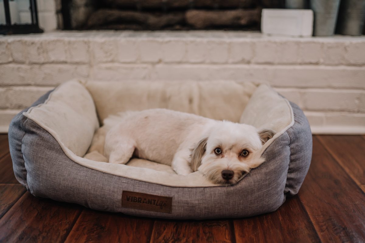 A white Havanese dog laying in a dog bed on the floor