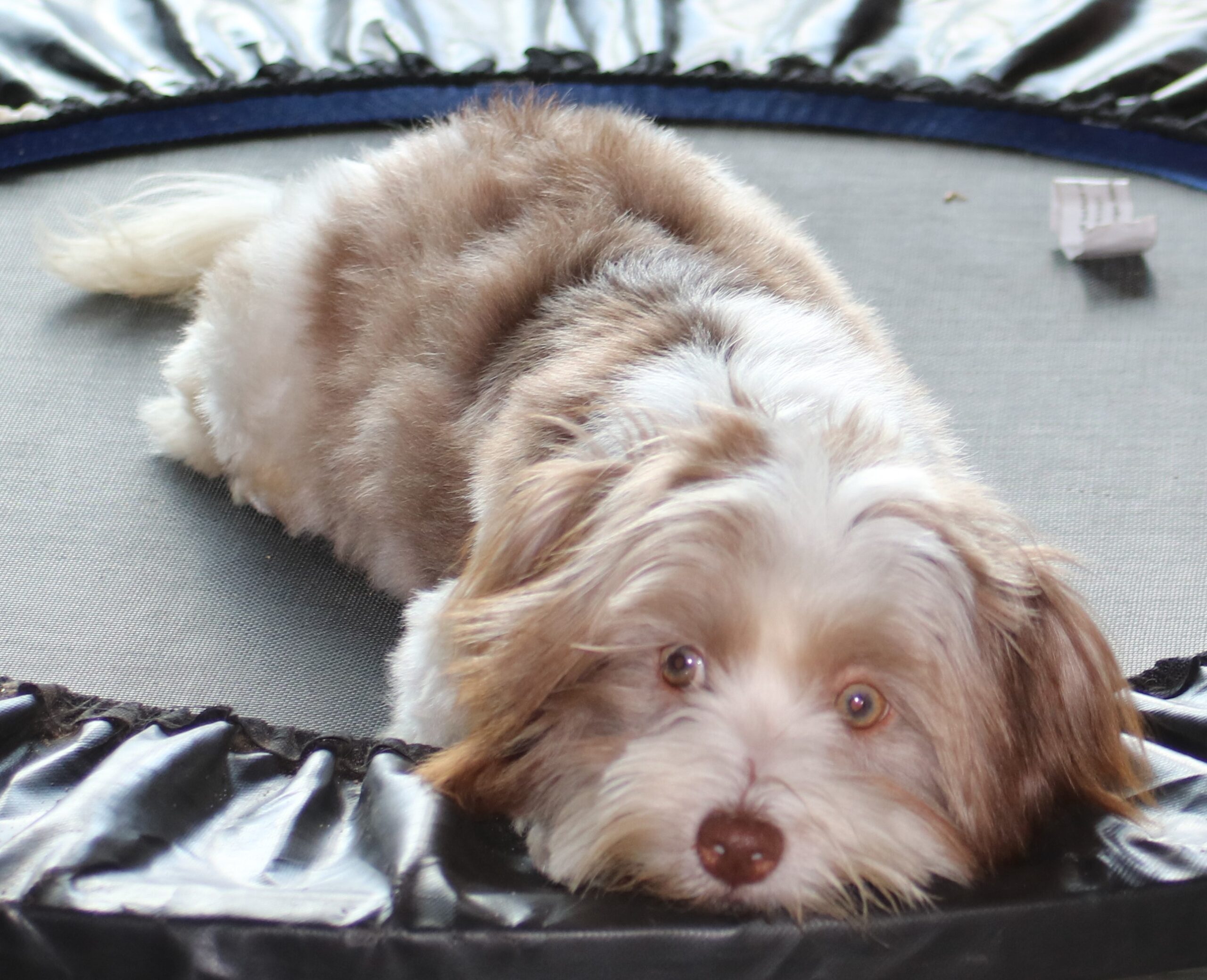 A Havanese puppy laying on a trampoline