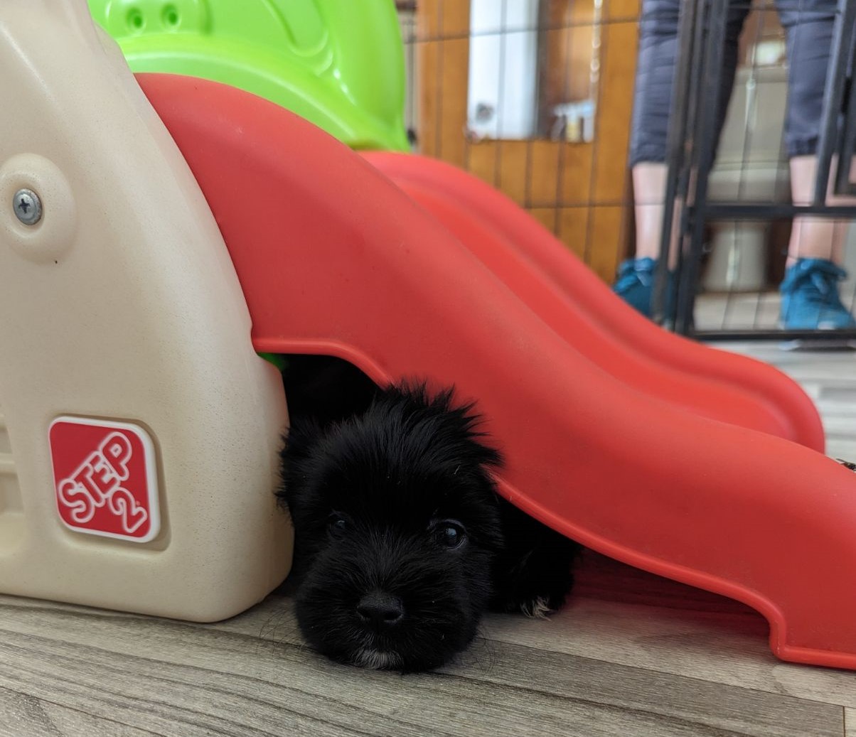 A black Havanese puppy hiding under a play slide