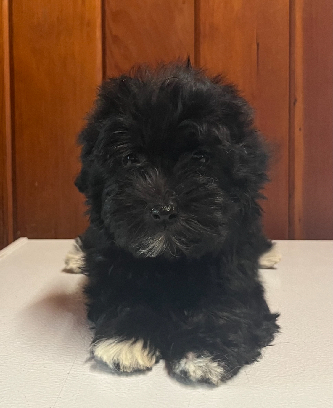 A female Havanese puppy that is available for sale