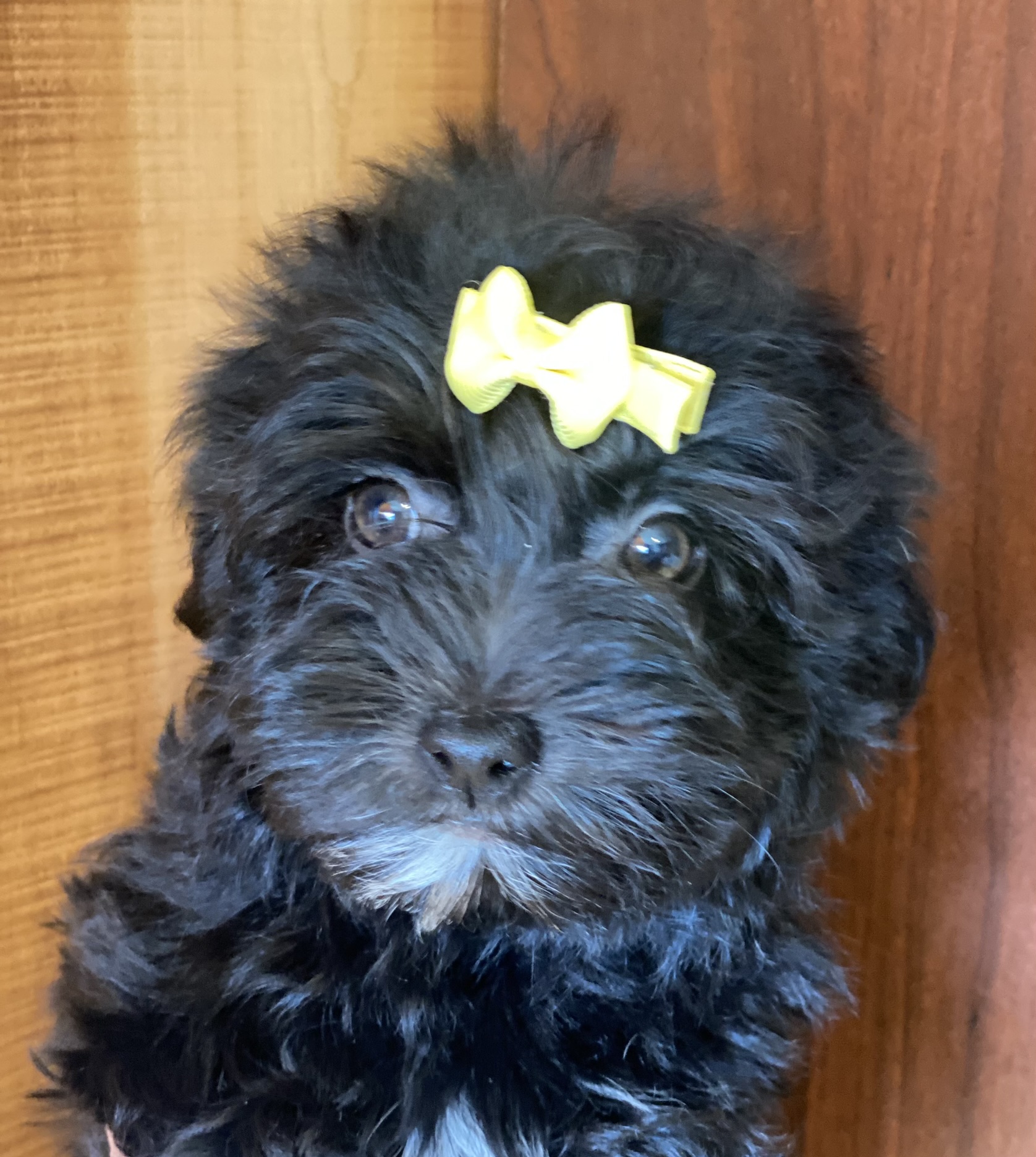 A female Havanese puppy that is available for sale