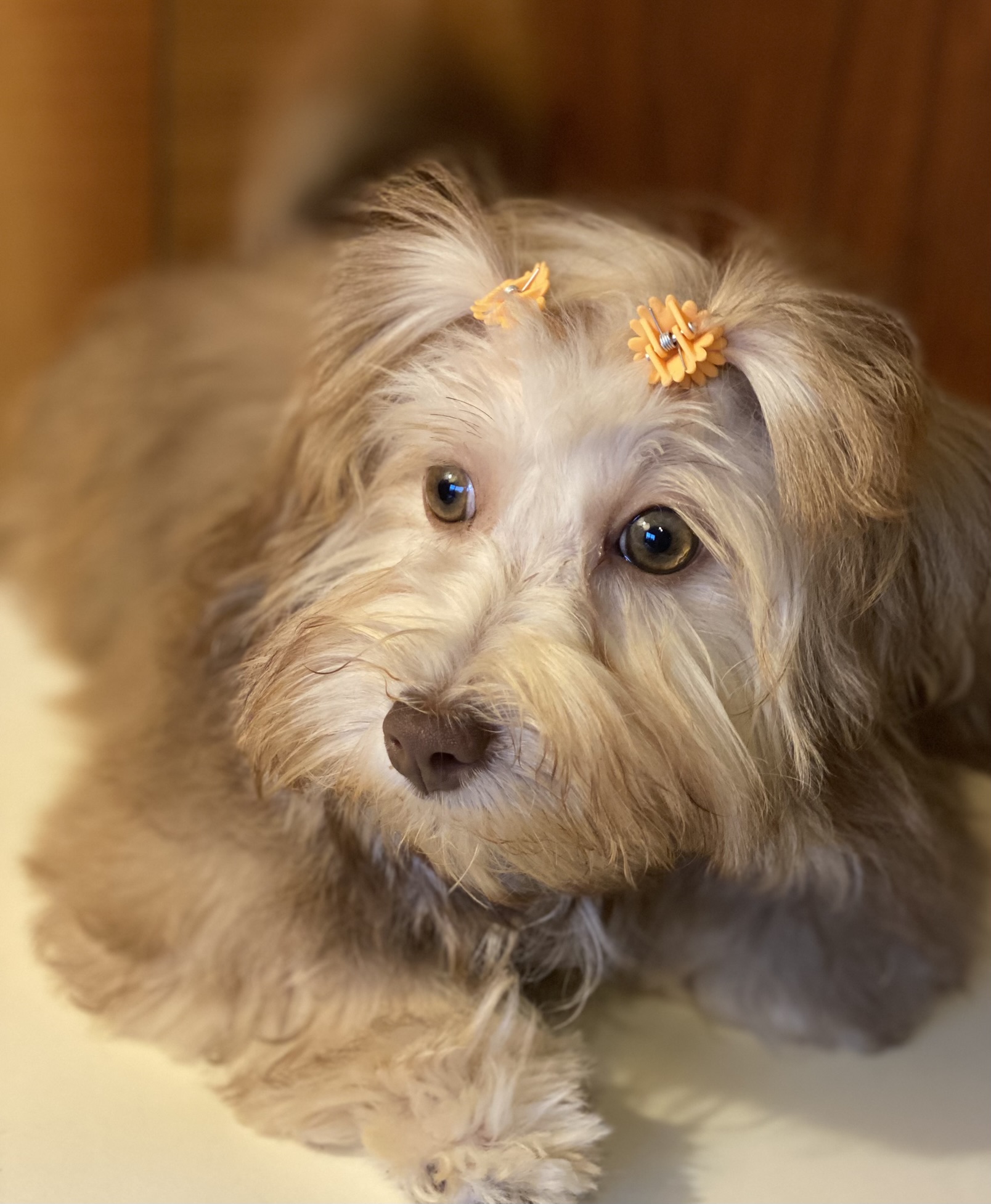 A female Havanese puppy that is available for sale