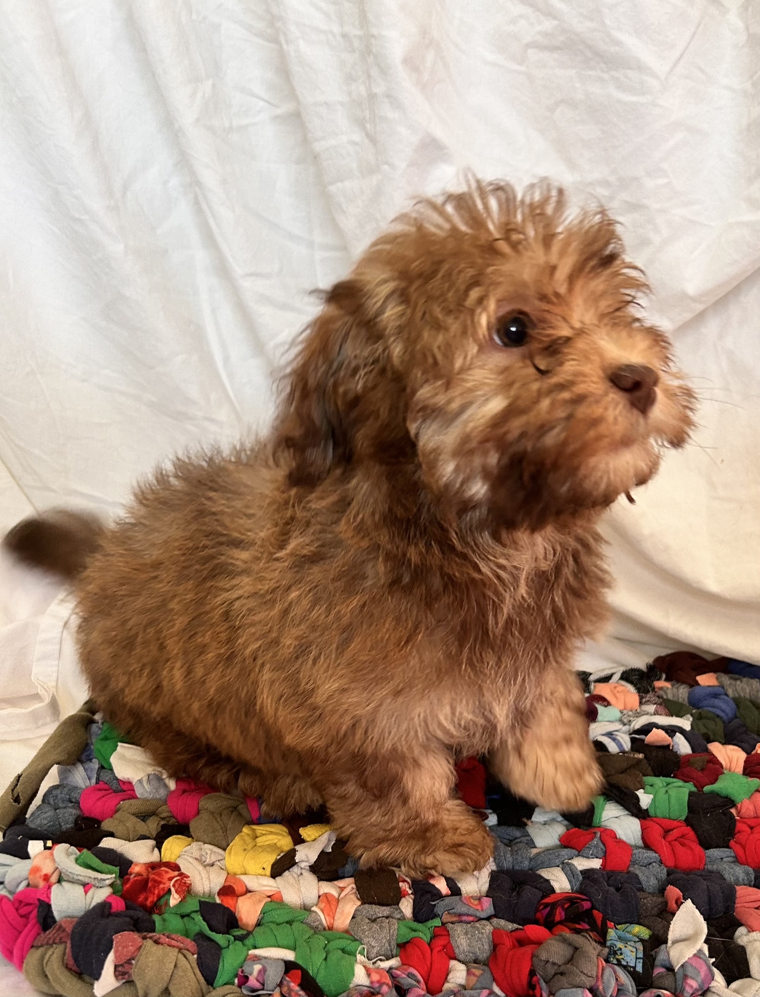 A female Havanese puppy that is available for sale