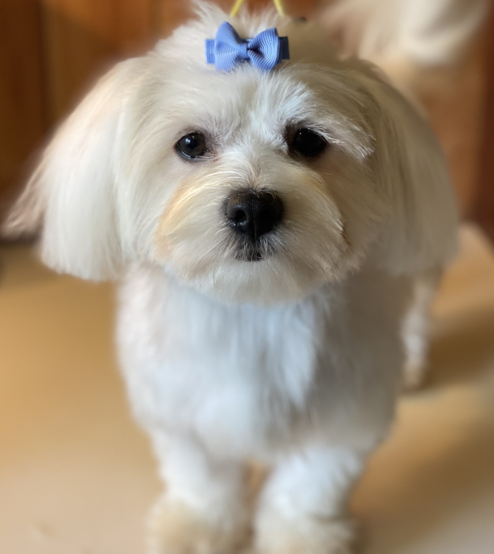 A female Havanese puppy that is available for sale. The puppy is white and has a blue bow, and is looking at the camera