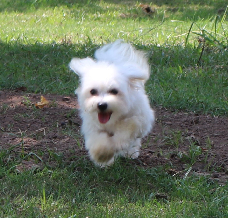 A white Havanese puppy running through the grass