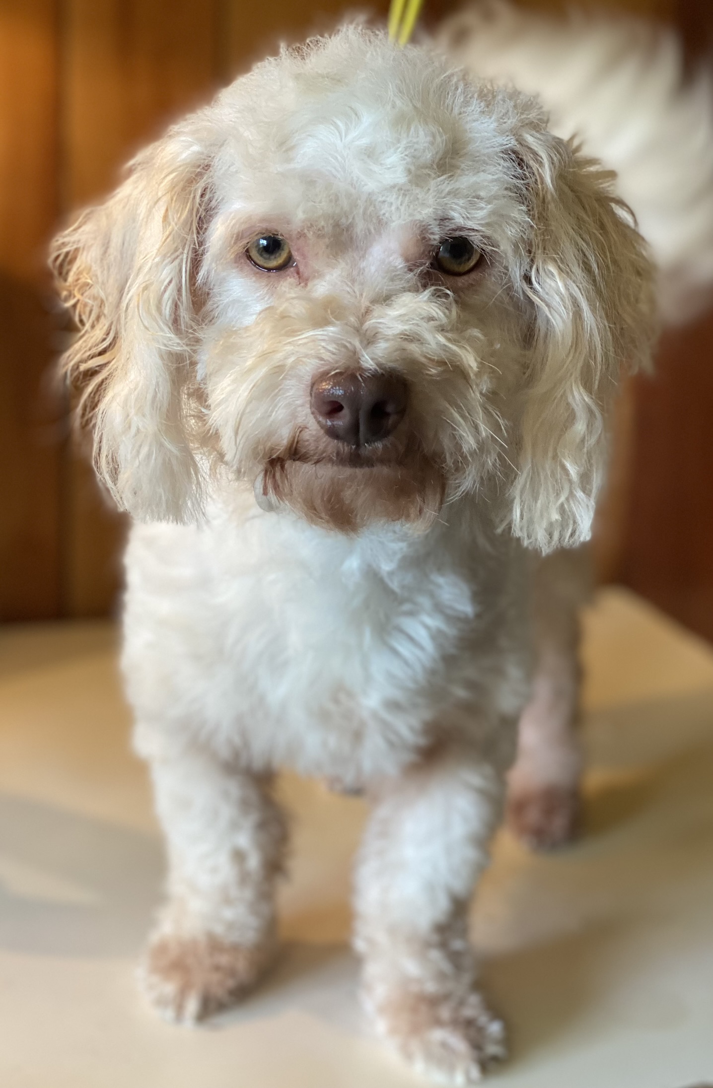 A Havanese puppy looking at the camera