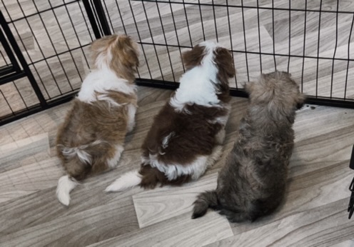 Three Havanese puppies staring out through a gate