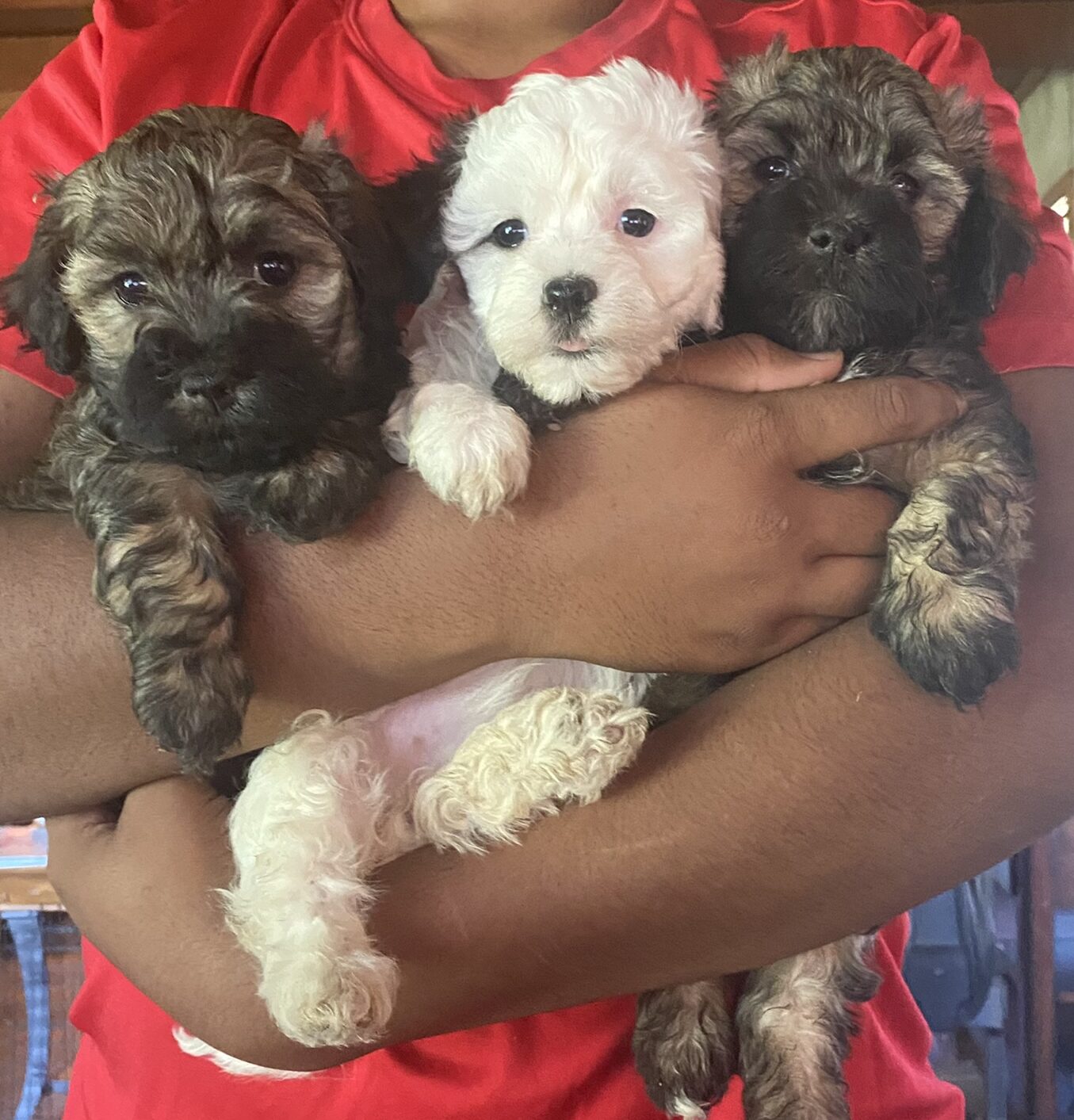 Three Havanese puppies being held in a person's arms