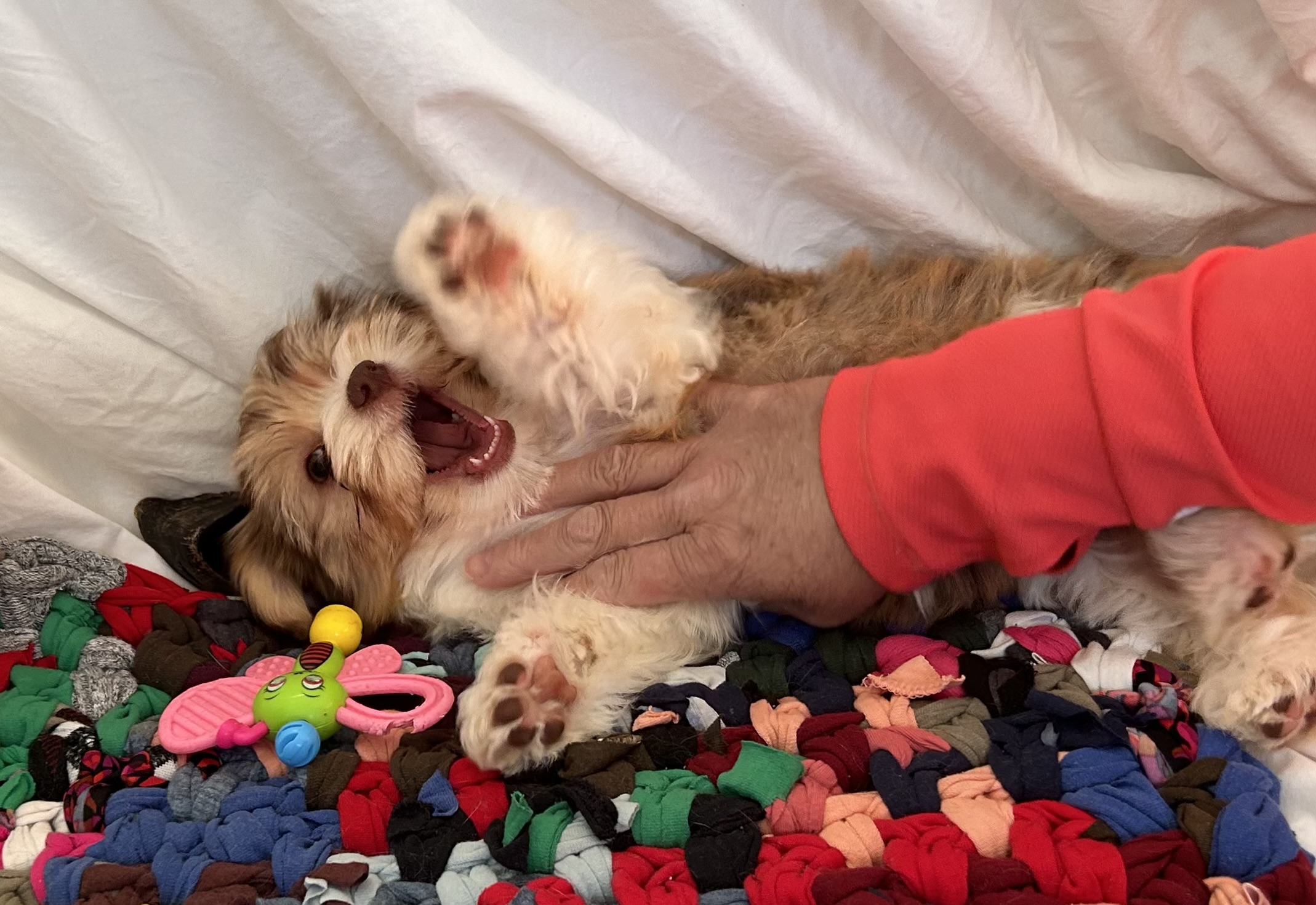 A Havanese puppy laying on a colorful blanket. It is laying with its stomach up and is being pet by a person