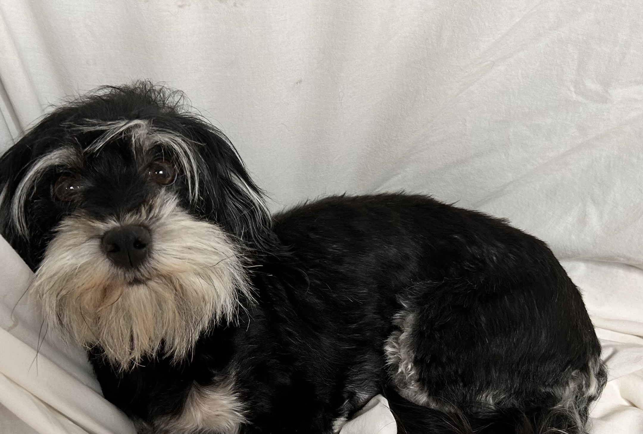 A Havanese puppy laying down