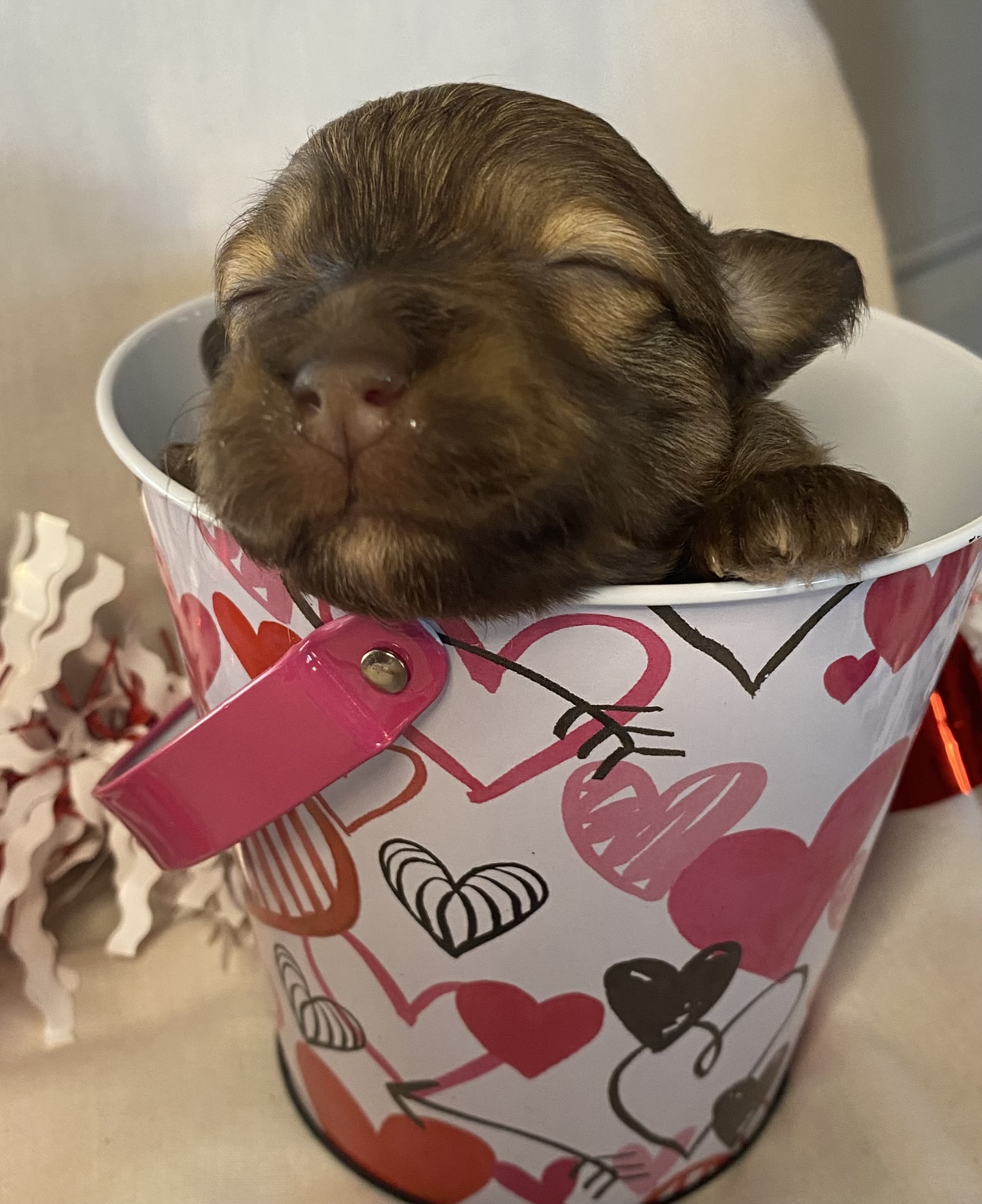 A small puppy asleep in a bucket with hearts on the bucket