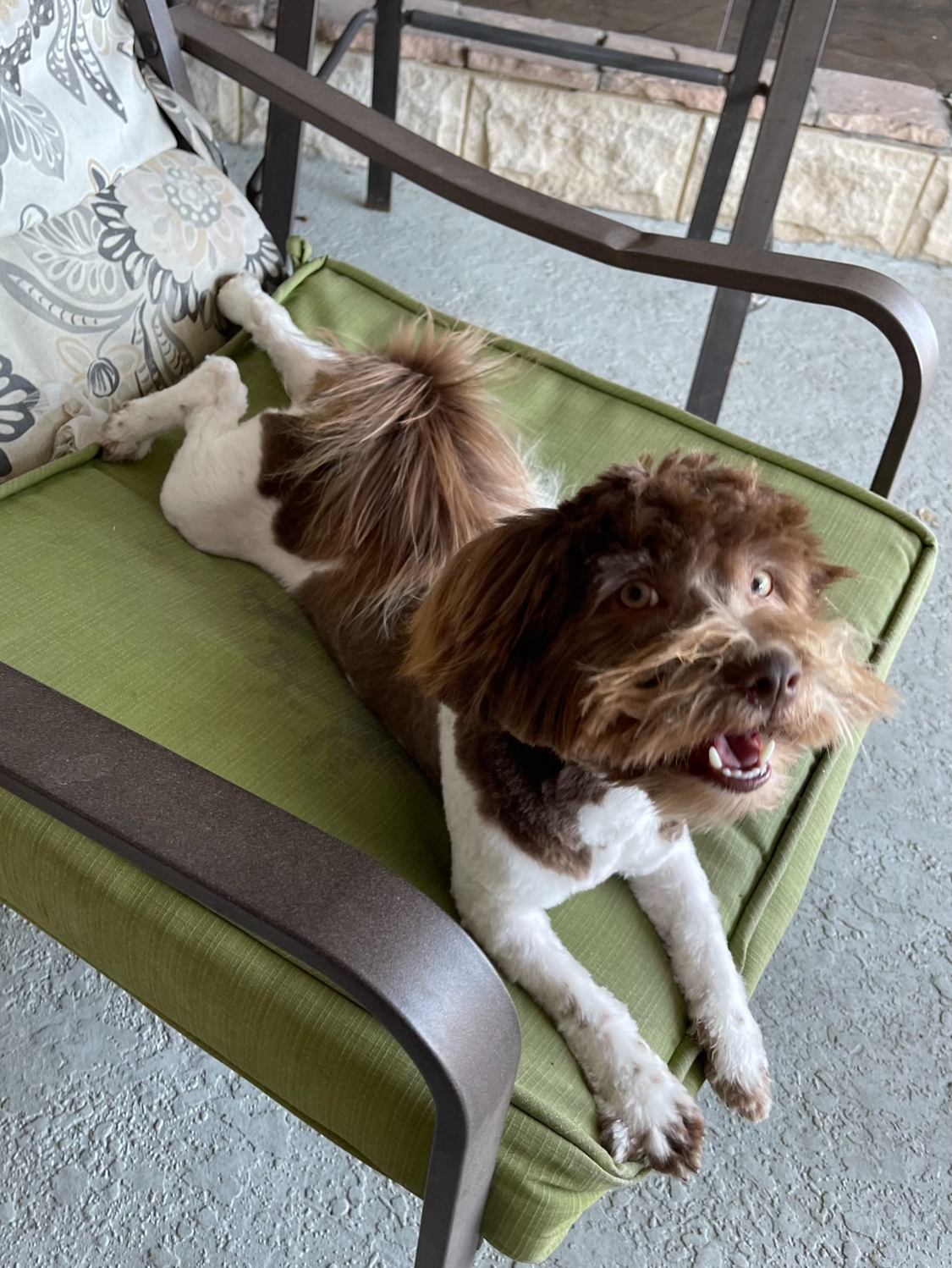 A Havanese puppy laying on a chair