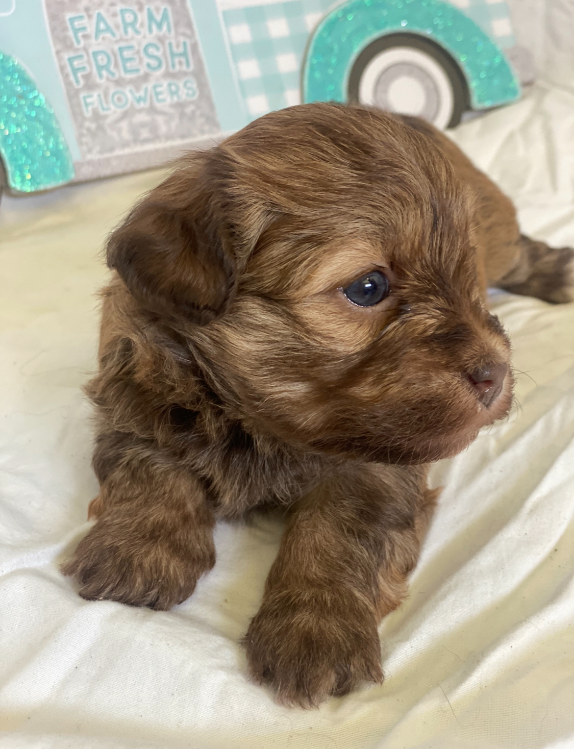 A female Havanese puppy that is available for sale