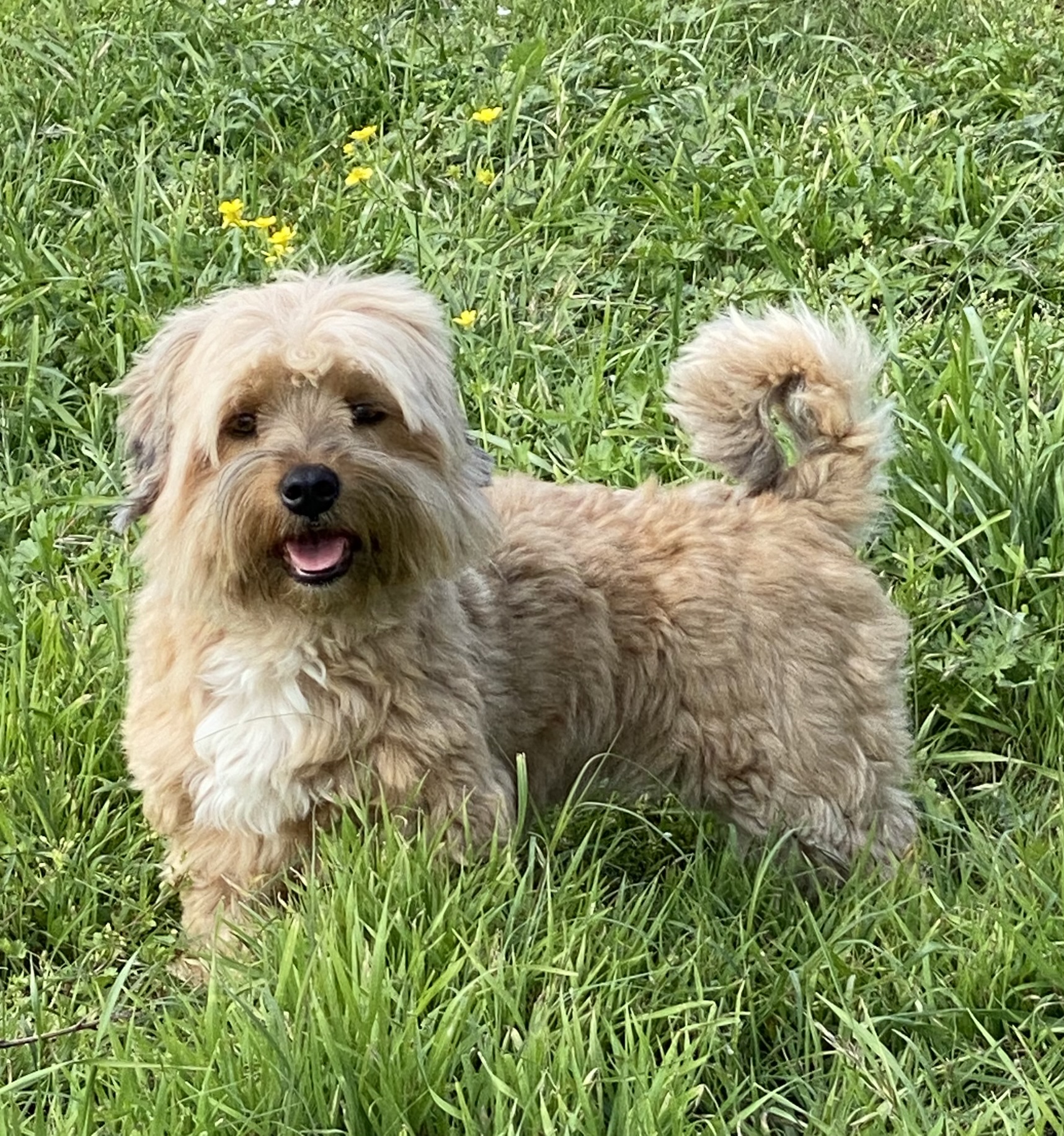 A Havanese puppy standing in the grass