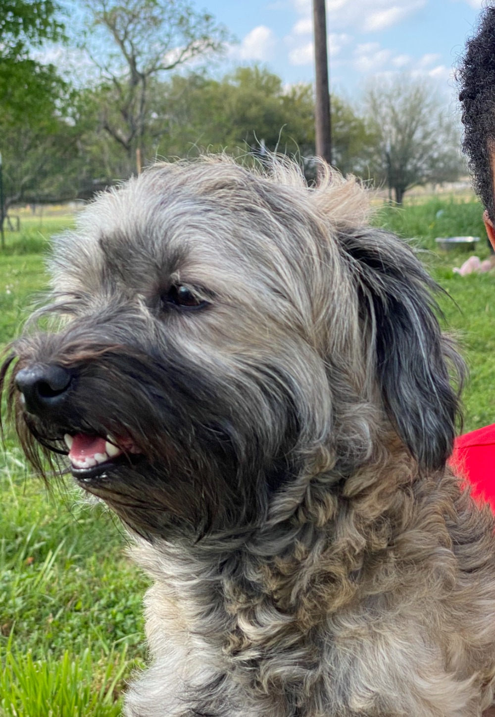 A close-up of the face of a Havanese puppy