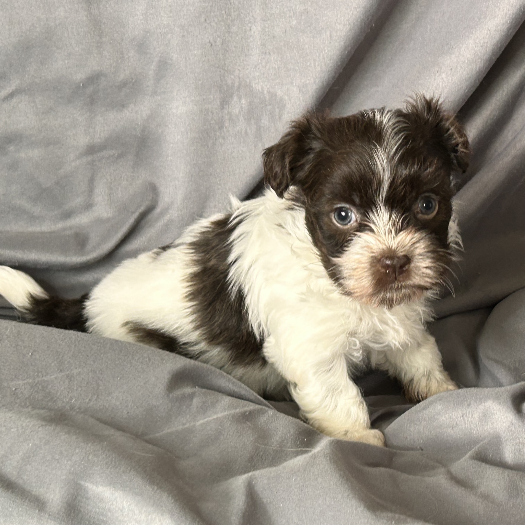 A female Havanese puppy that is available for sale