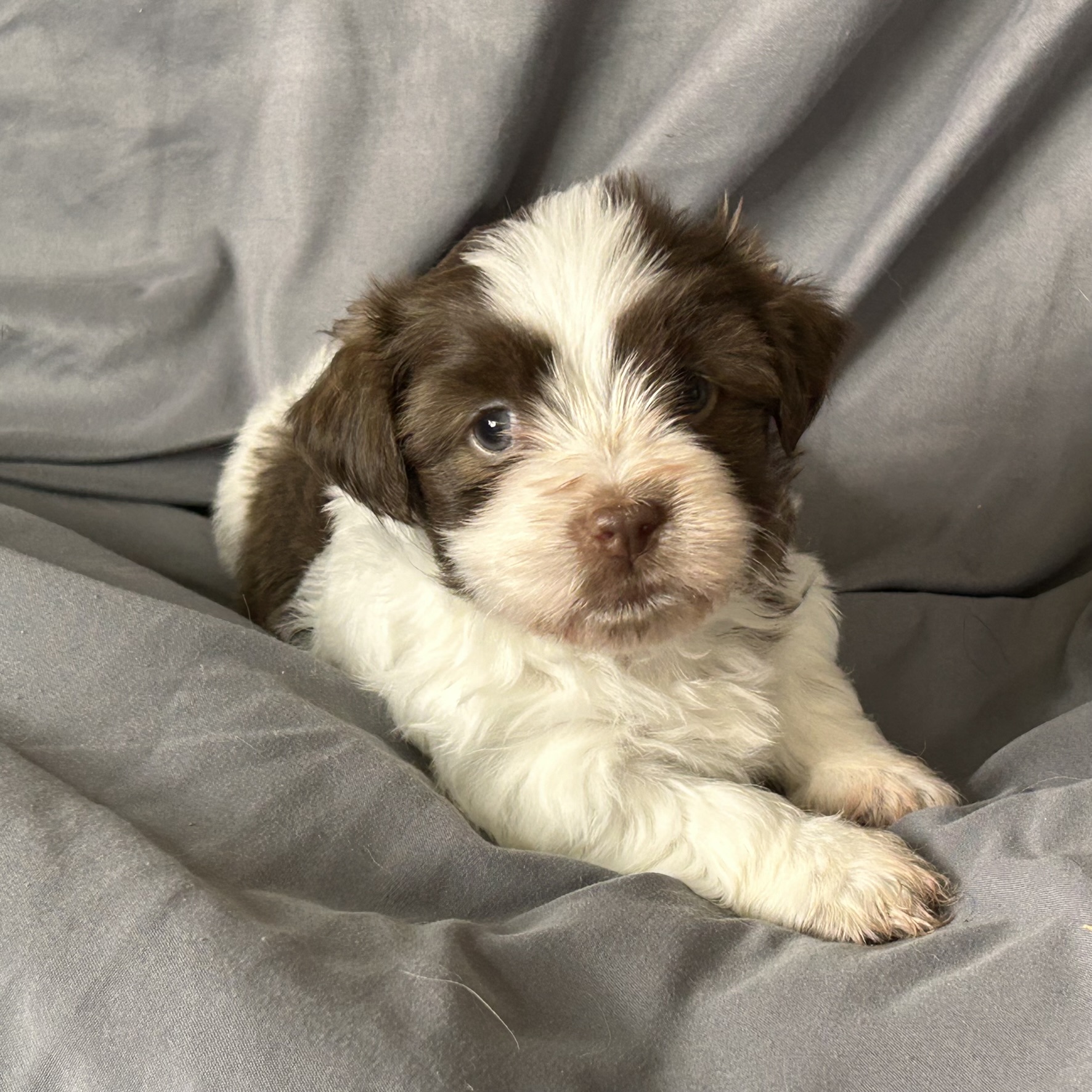 A female Havanese puppy that is available for sale