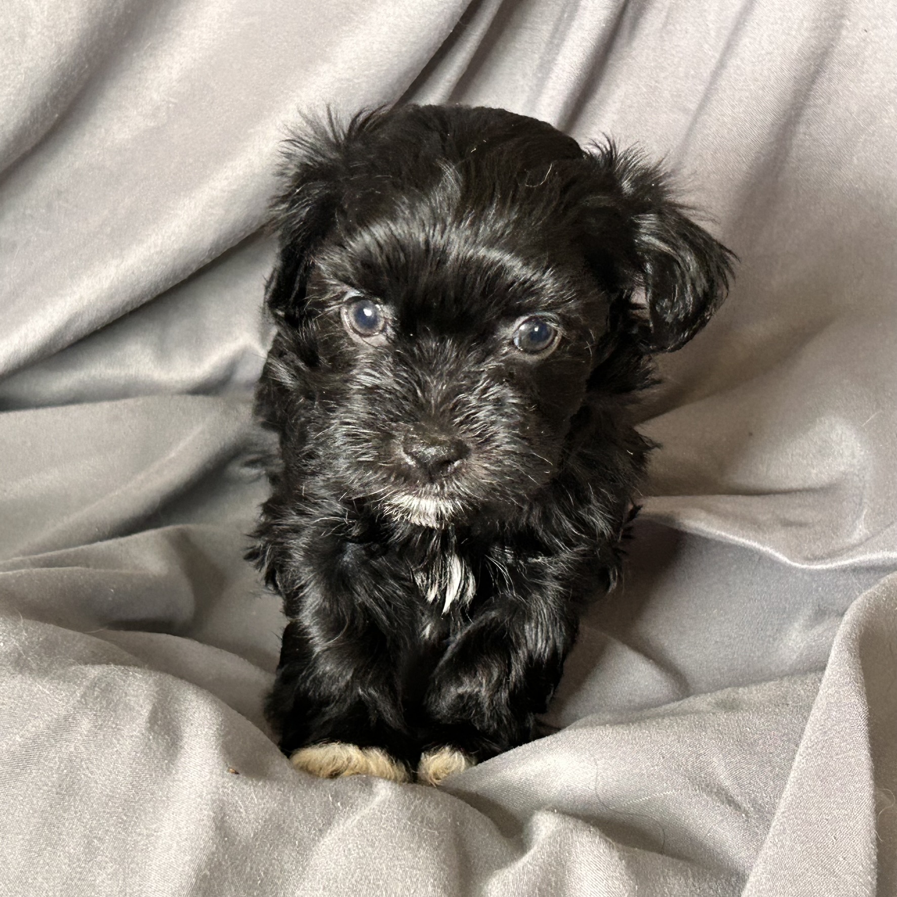 A female Havanese puppy that is available for sale