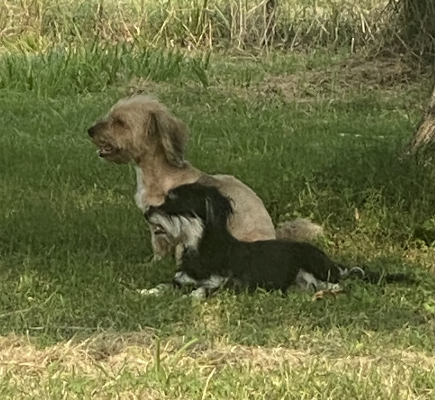 Two Havanese dogs laying together in the grass