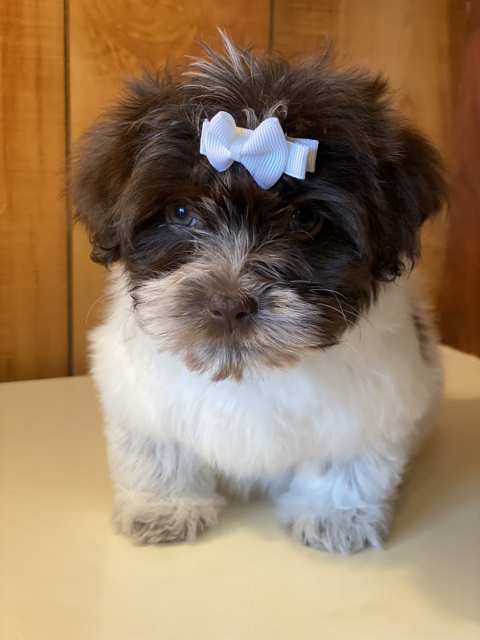 A female Havanese puppy that is available for sale