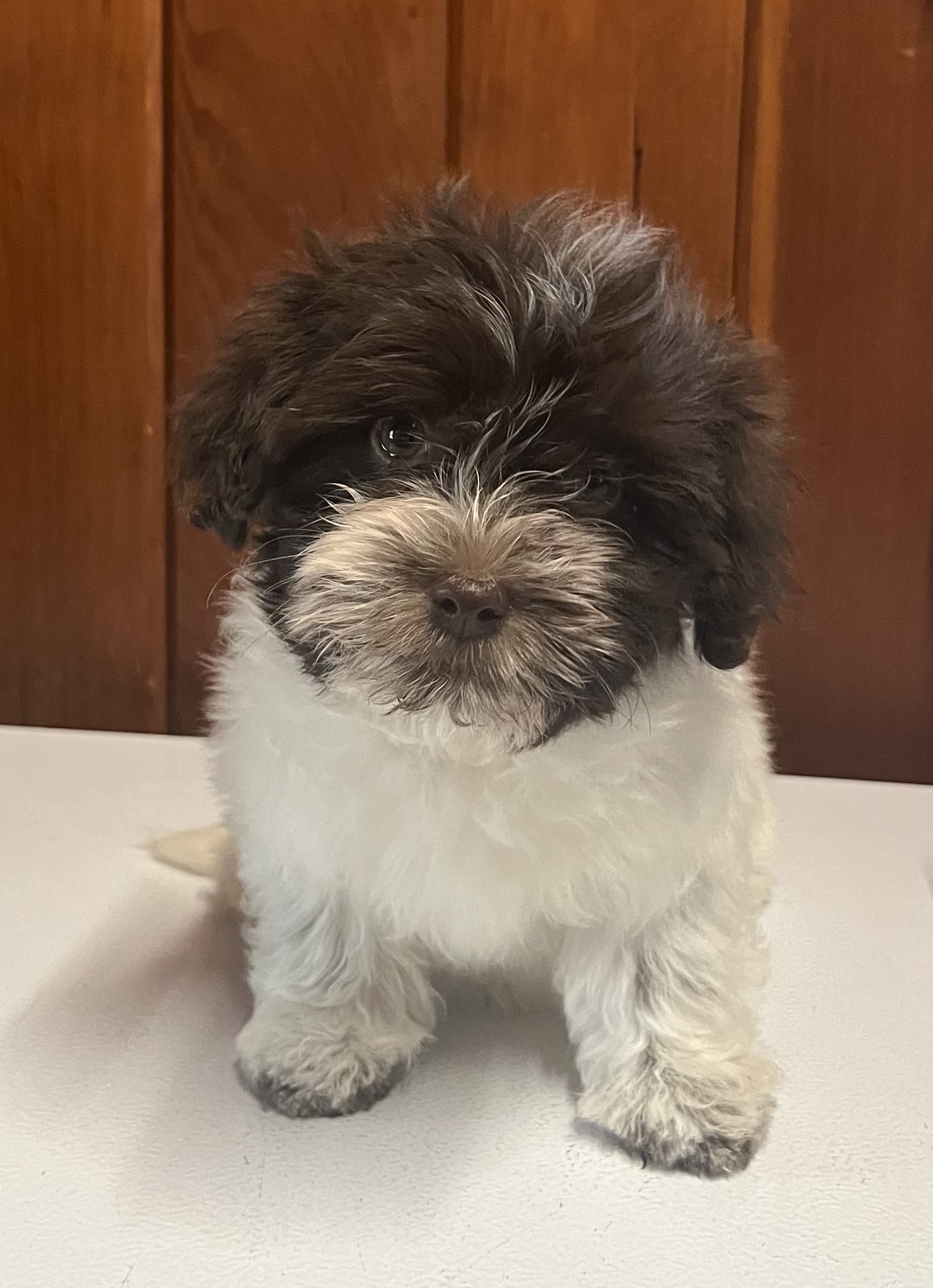 A female Havanese puppy that is available for sale