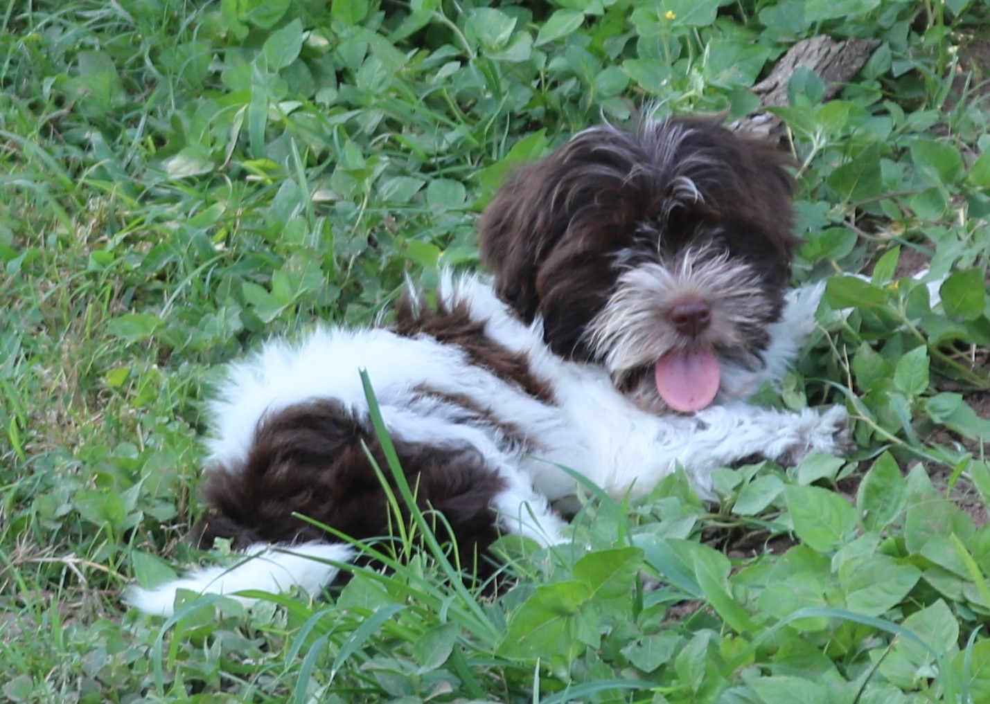 A female Havanese puppy that is available for sale