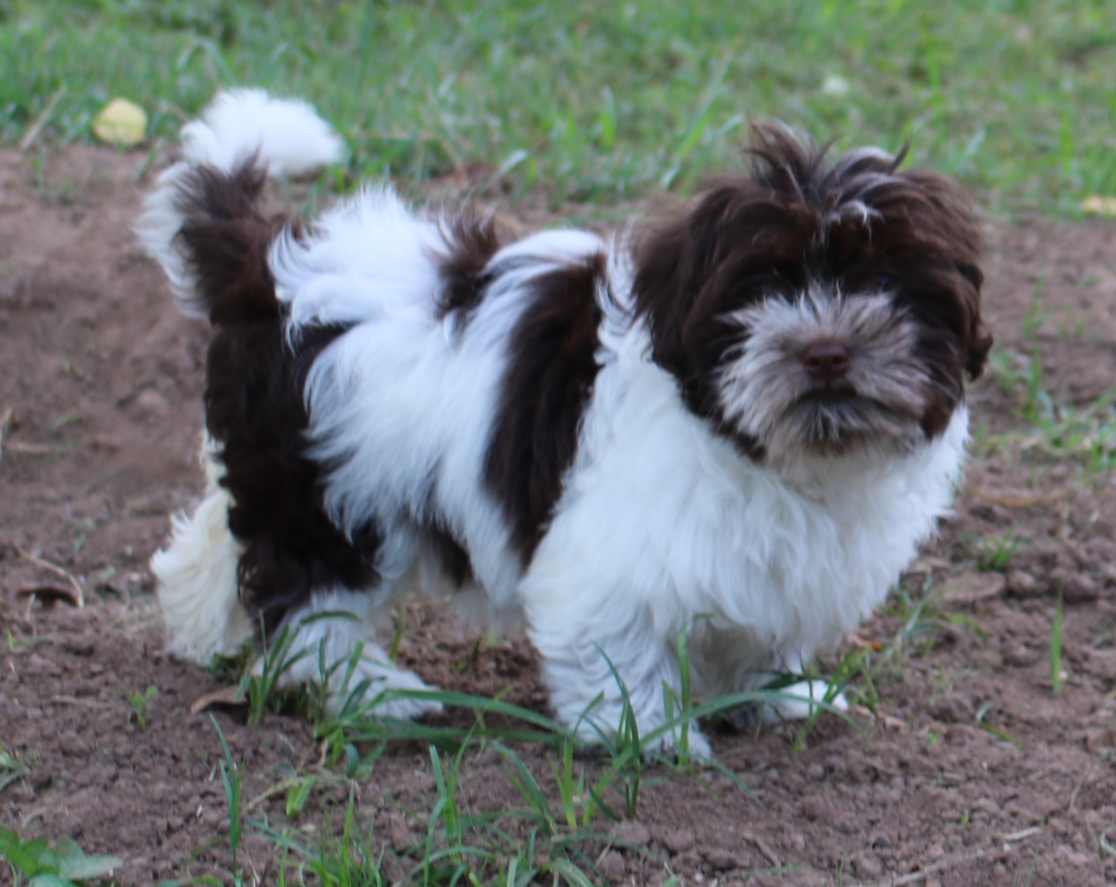 A female Havanese puppy that is available for sale