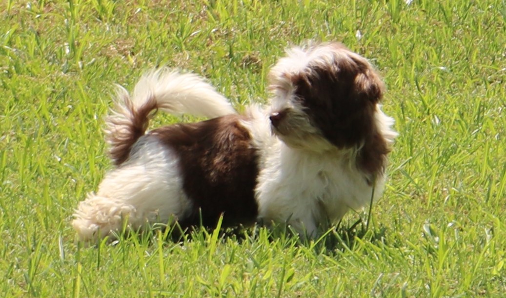 A female Havanese puppy that is available for sale