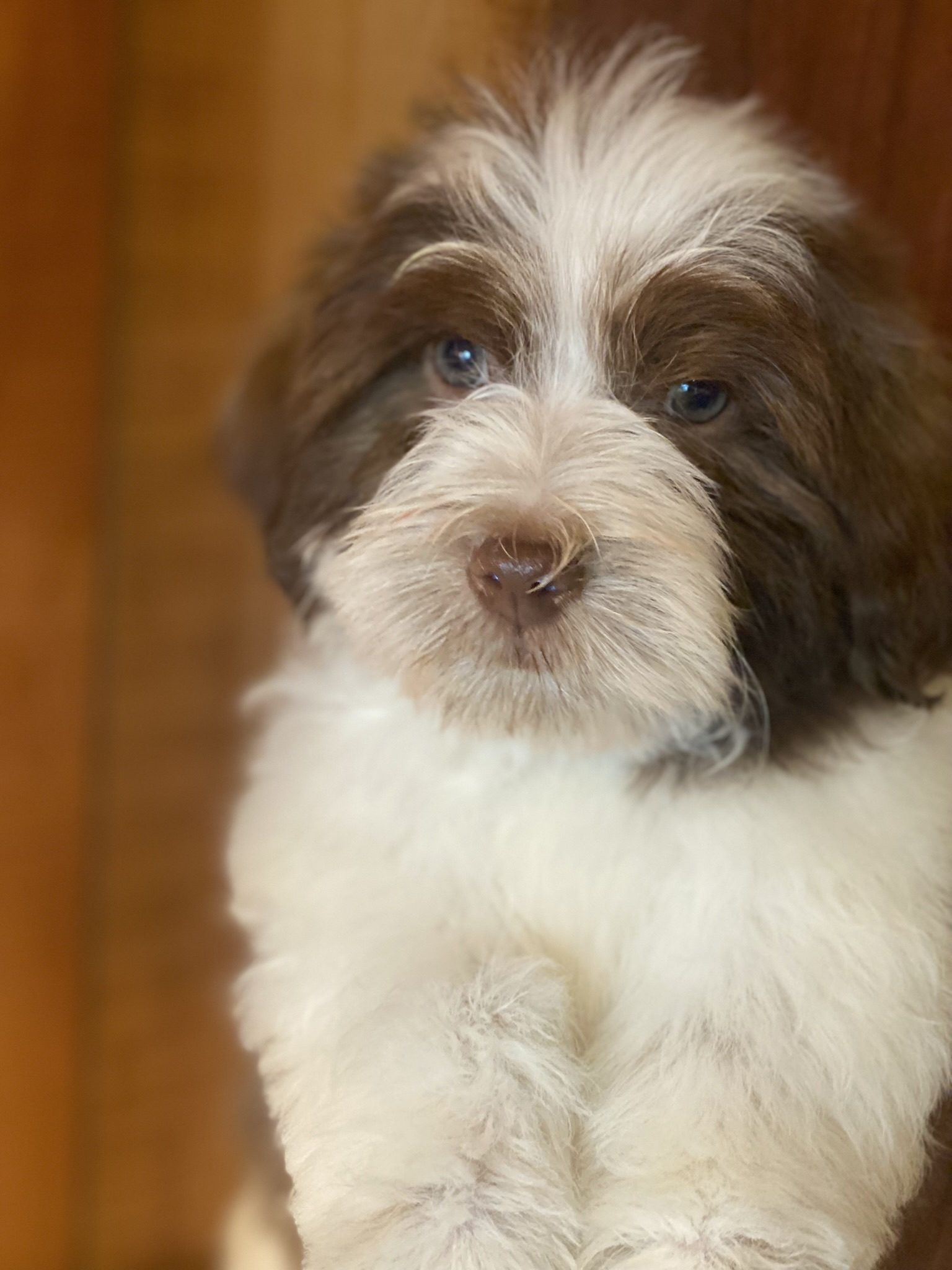 A female Havanese puppy that is available for sale