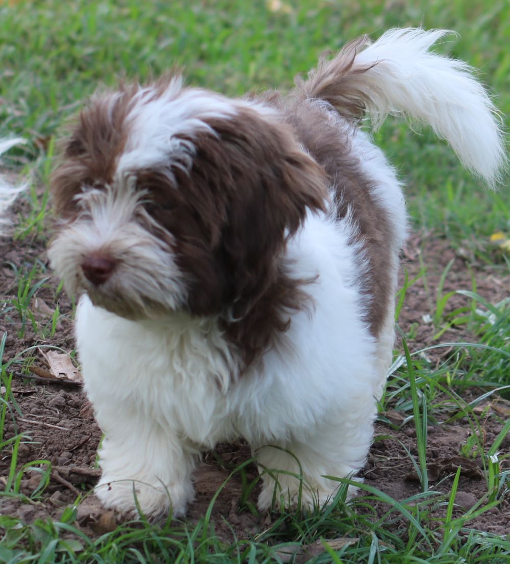 A female Havanese puppy that is available for sale