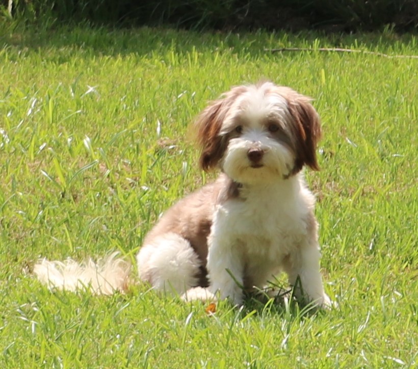 A Havanese puppy sitting in the grass looking at a camera