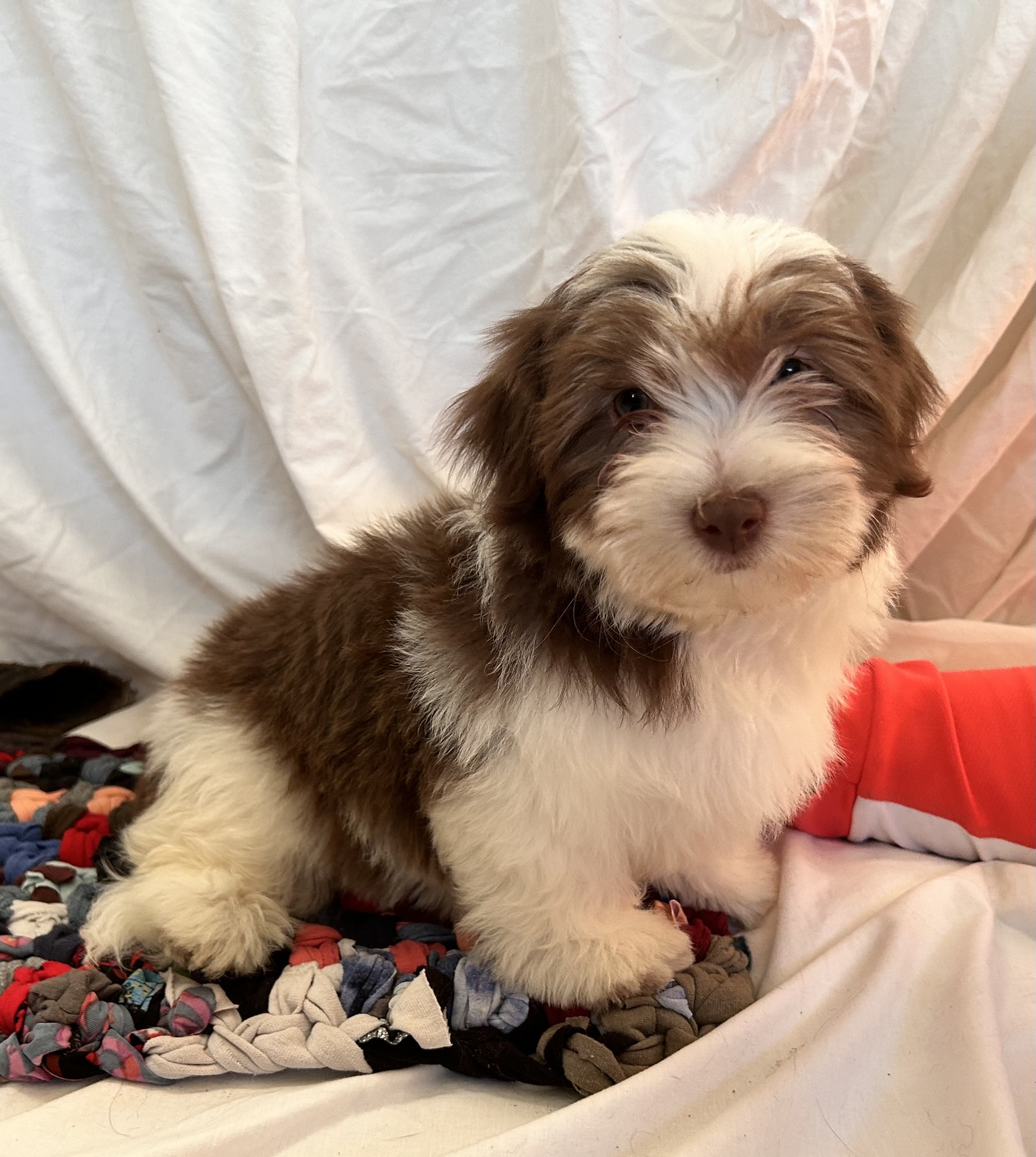 A female Havanese puppy that is available for sale