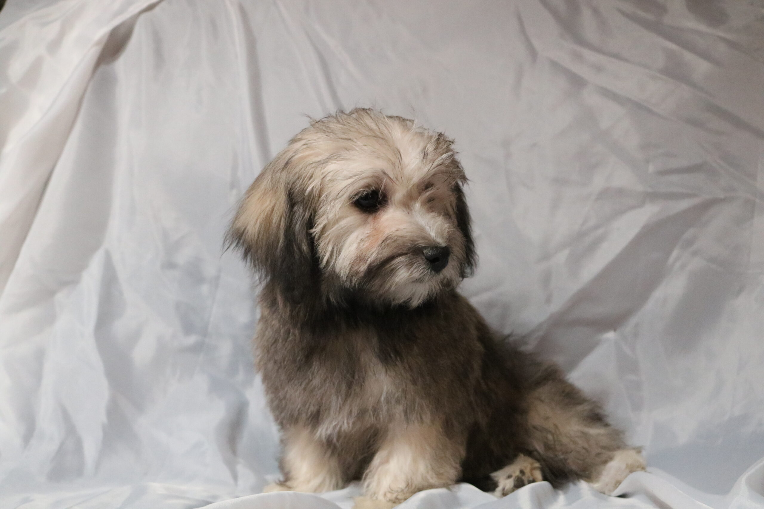 Havanese puppy looking away from camera.