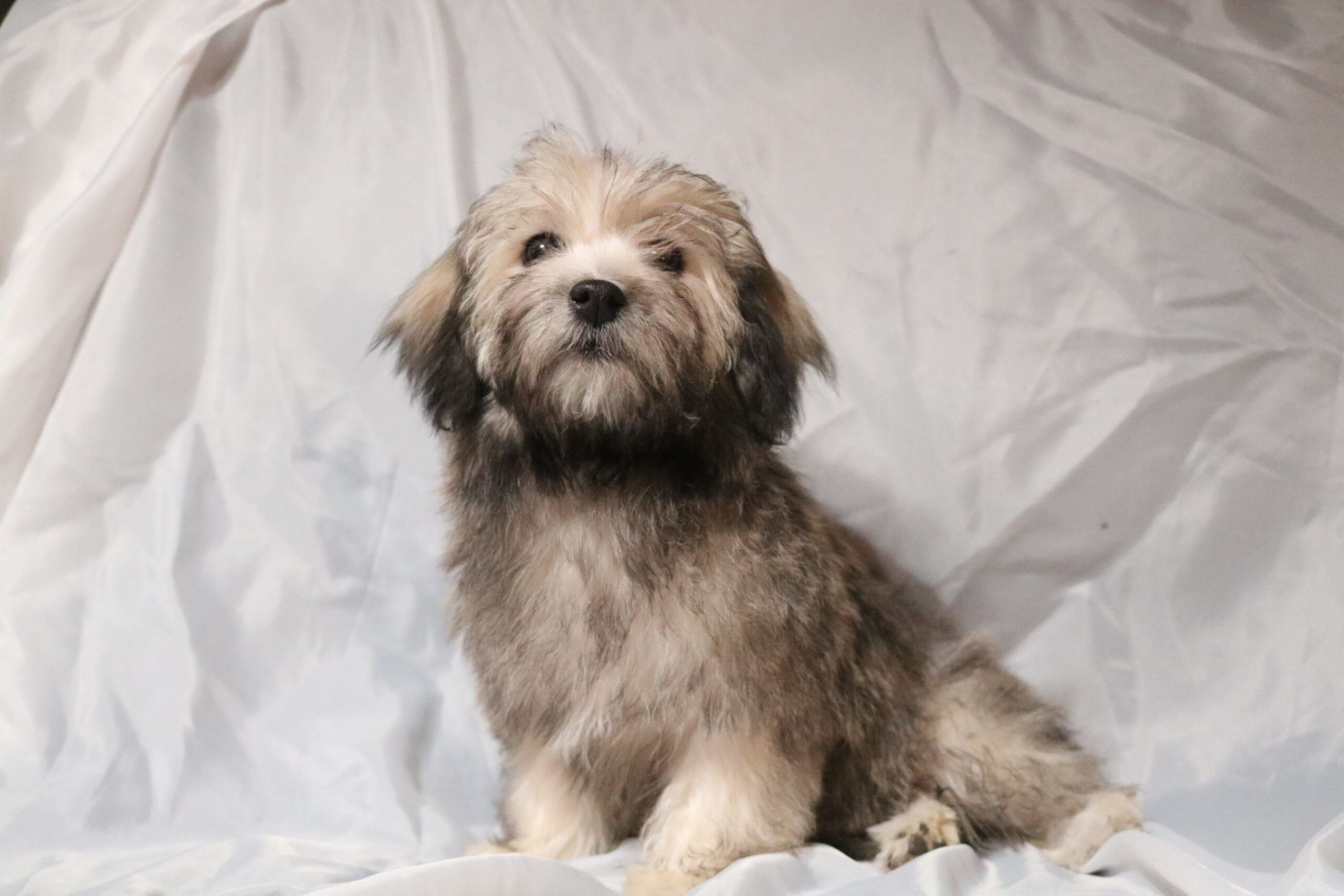 Confident Havanese puppy looking at camera.