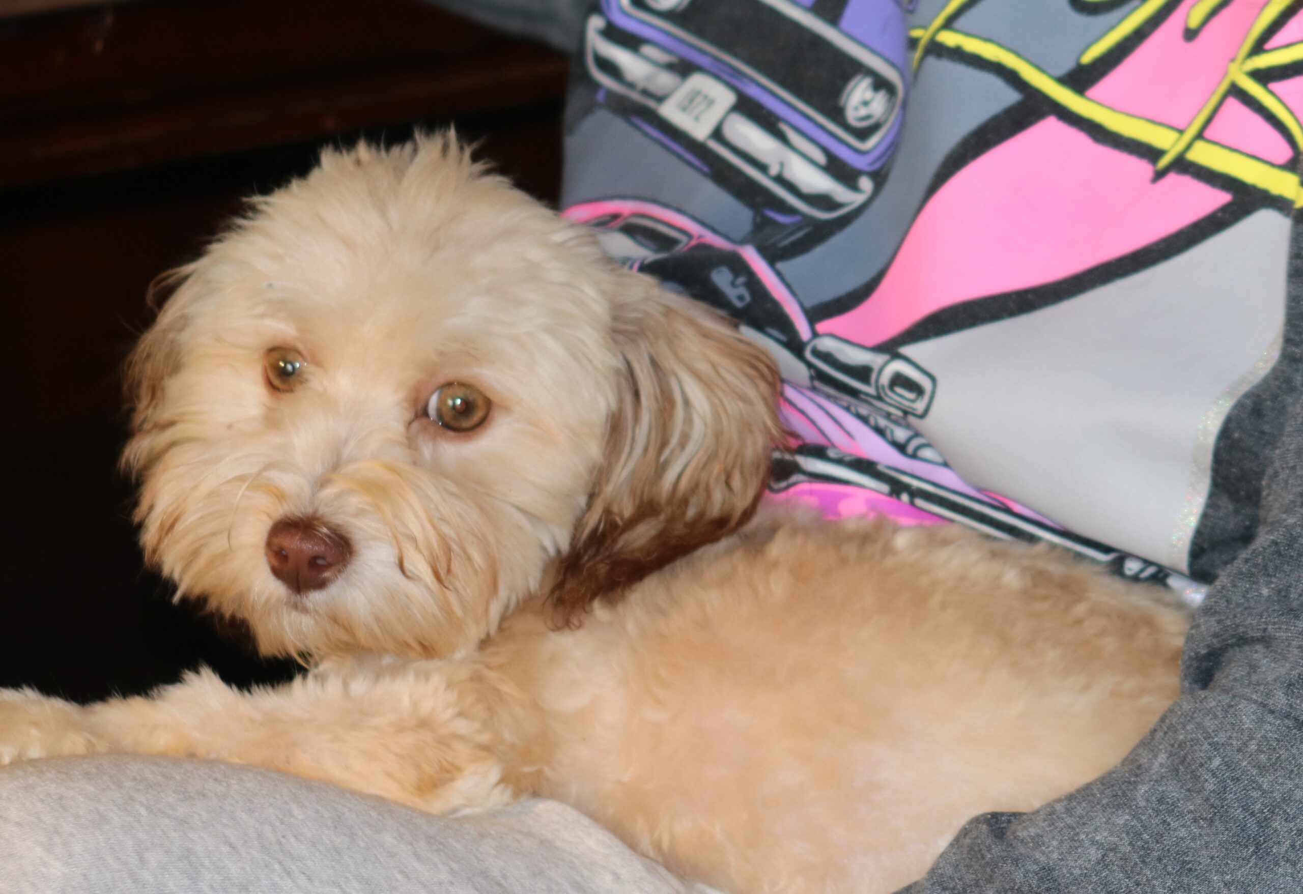 Havanese puppy cozy in the lap