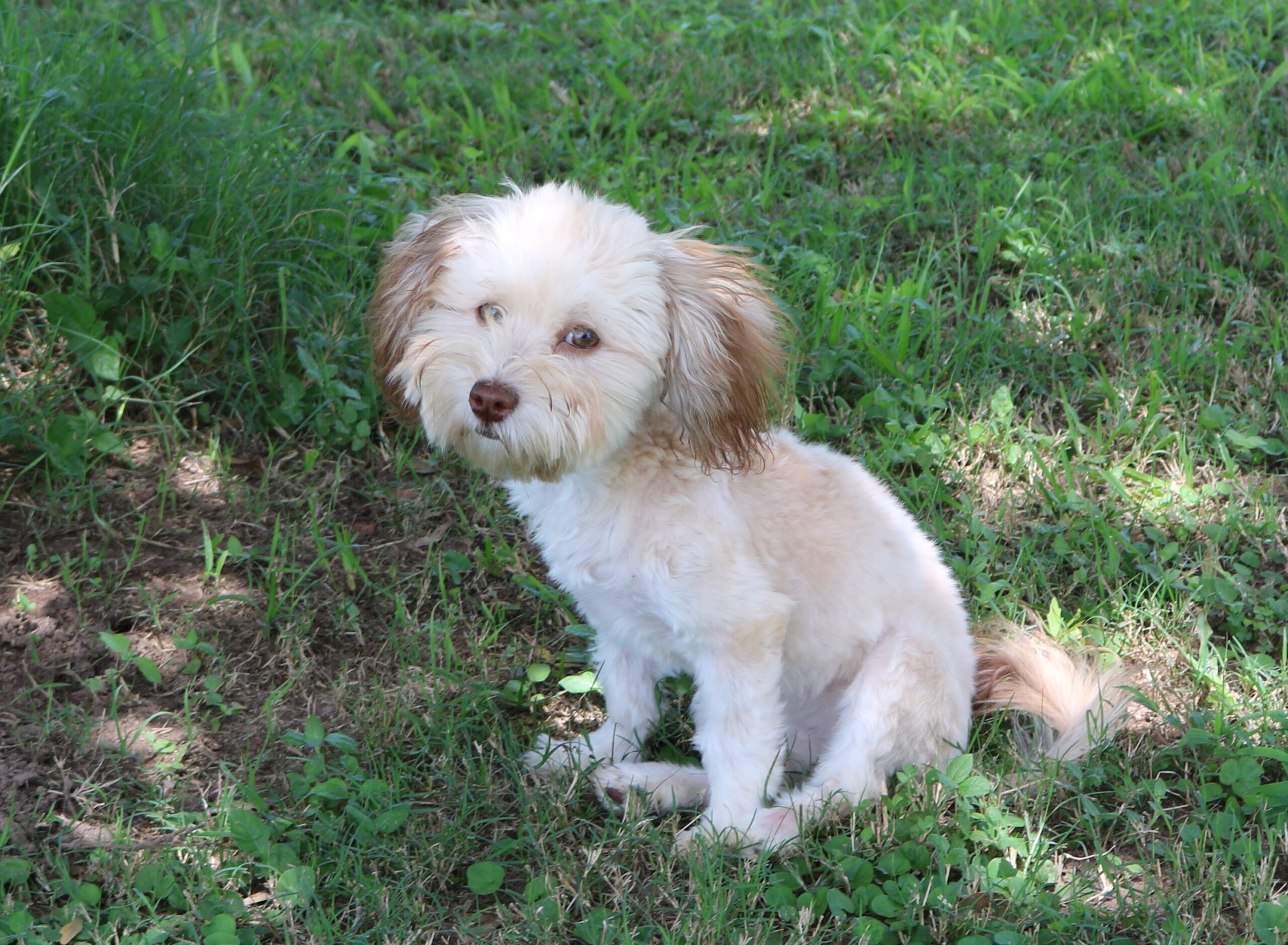 Havanese puppy looking cute in the grass