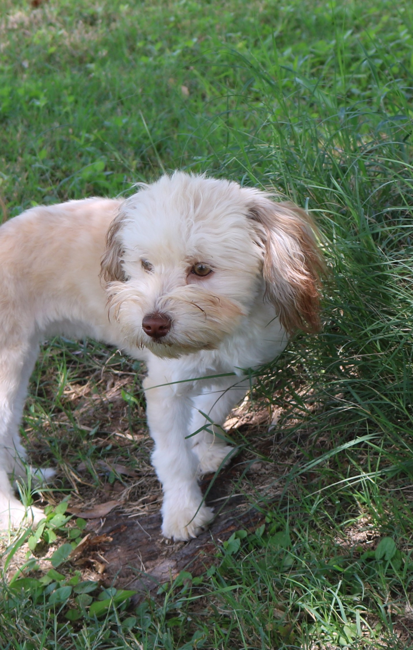 Havanese puppy standing looking away