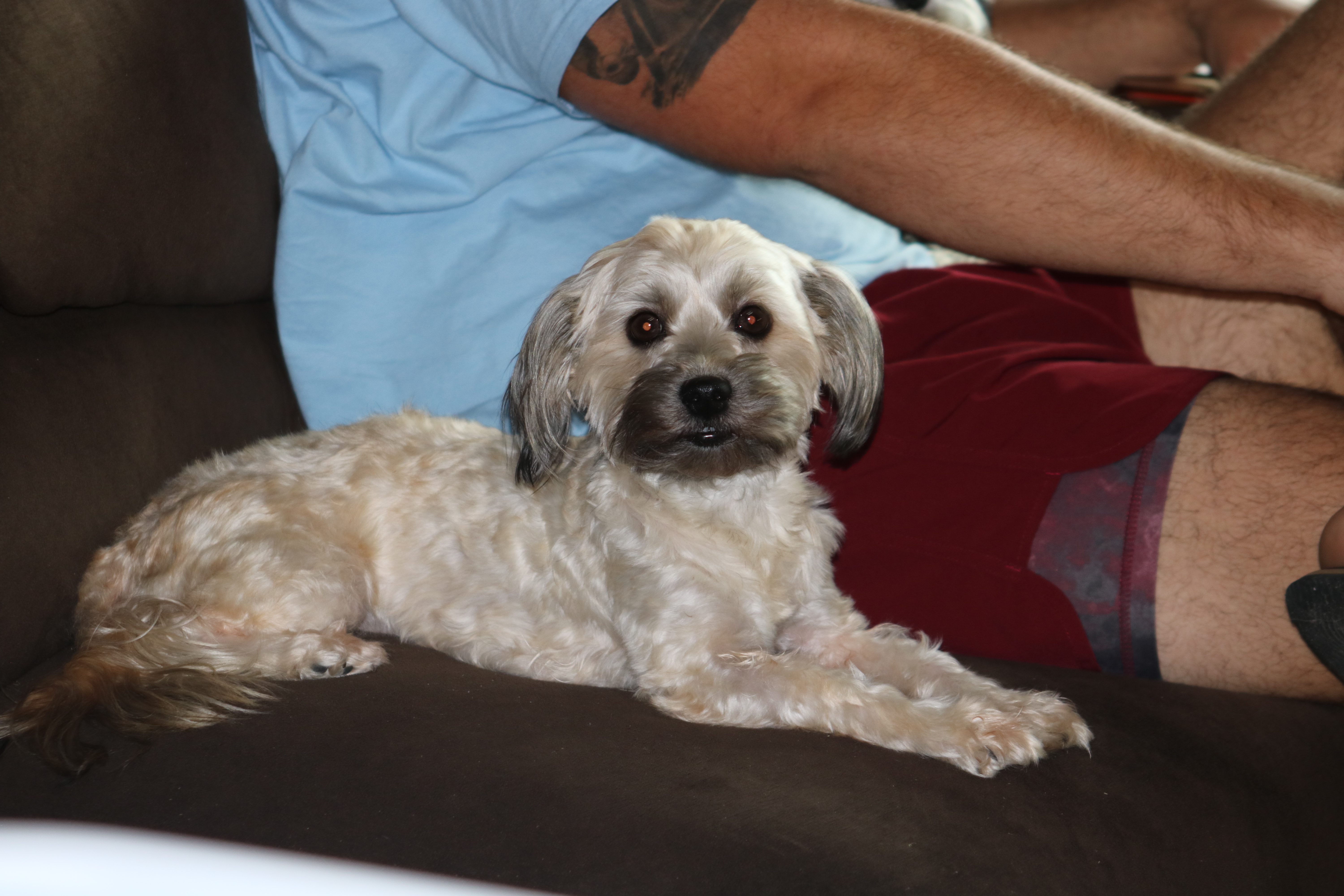Daisy 2024 Havanese puppy sitting on sofa