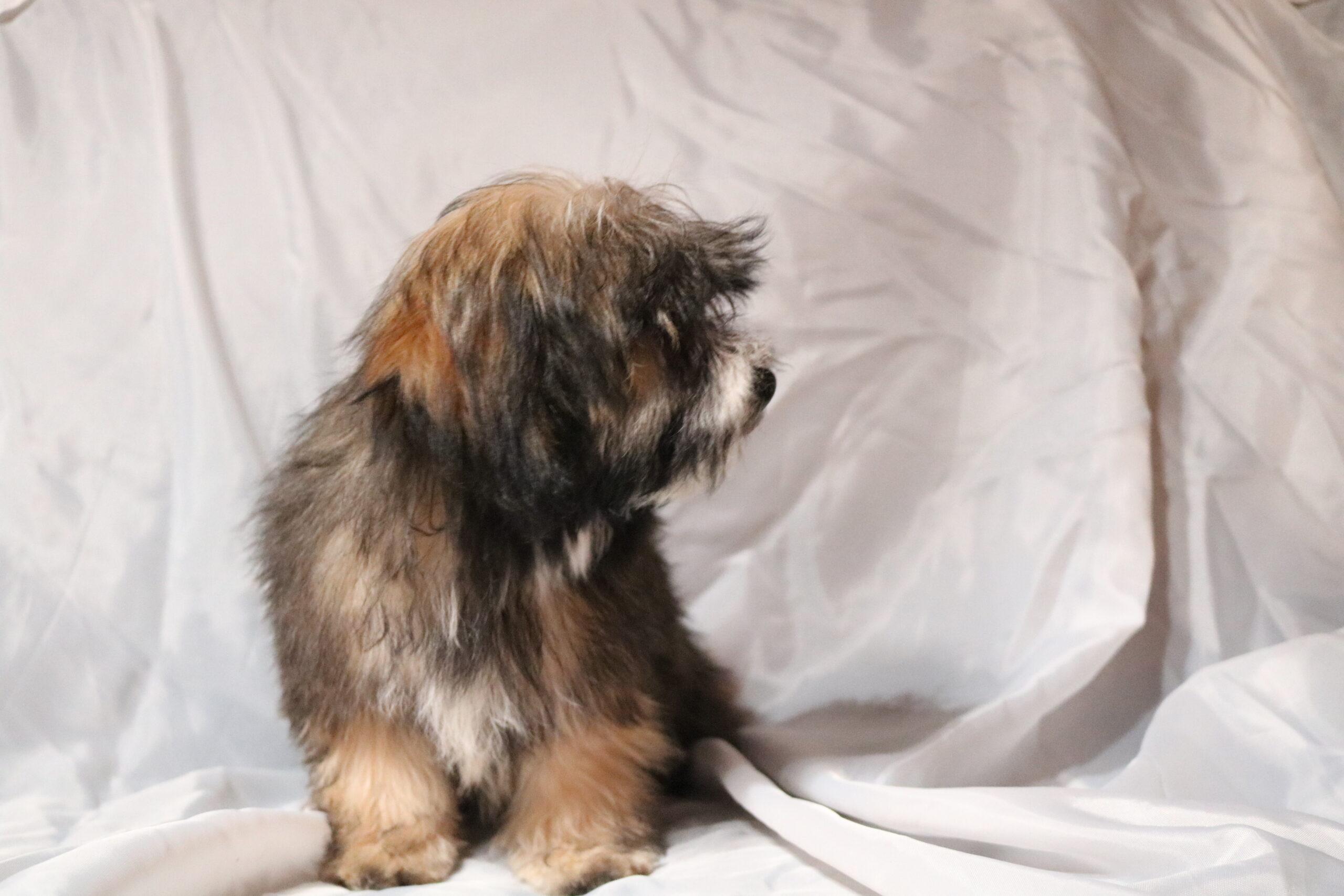 A Havanese puppy side profile