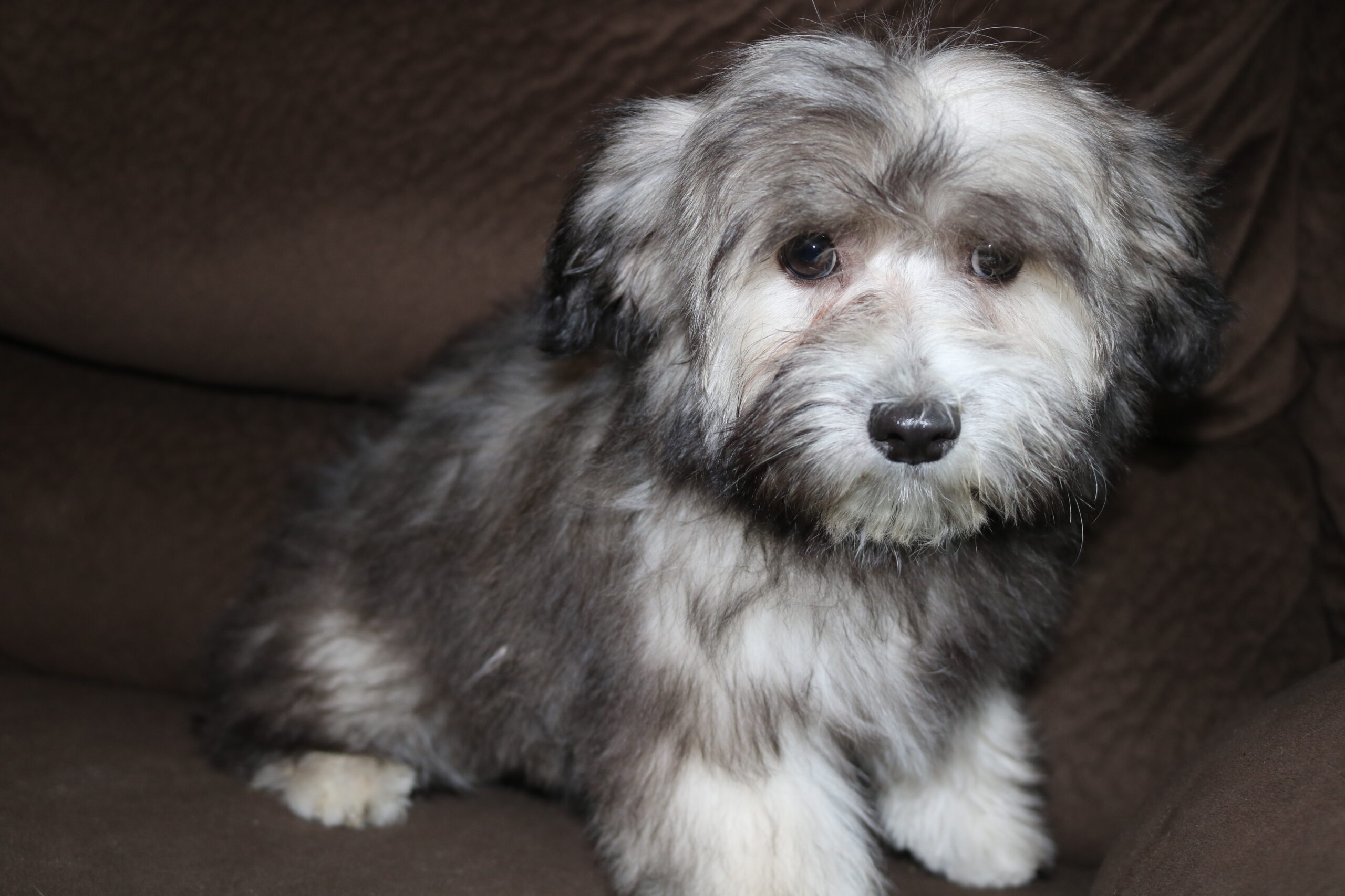 Havanese puppy looking at camera facing forward