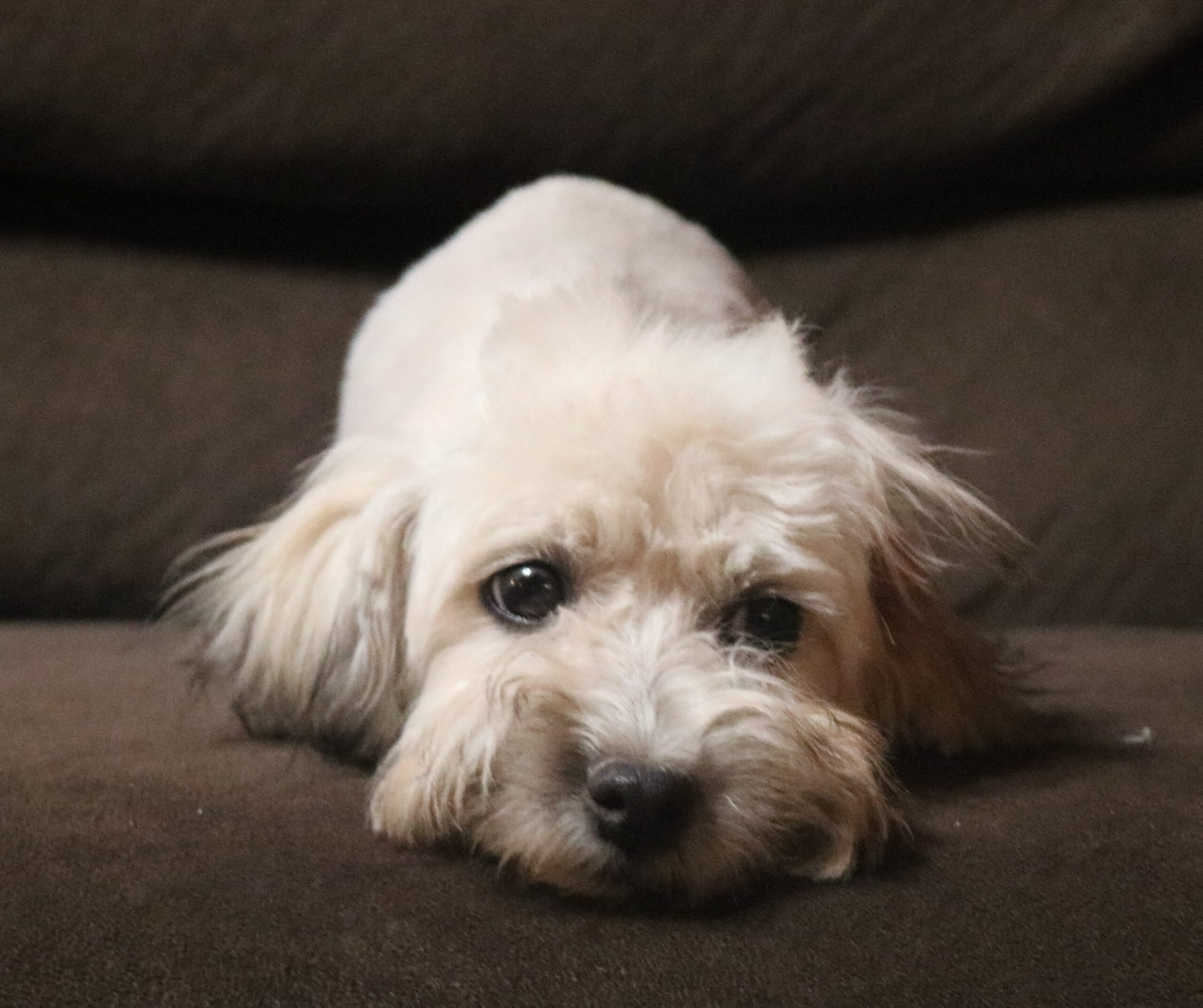 Havanese puppy looking sweet