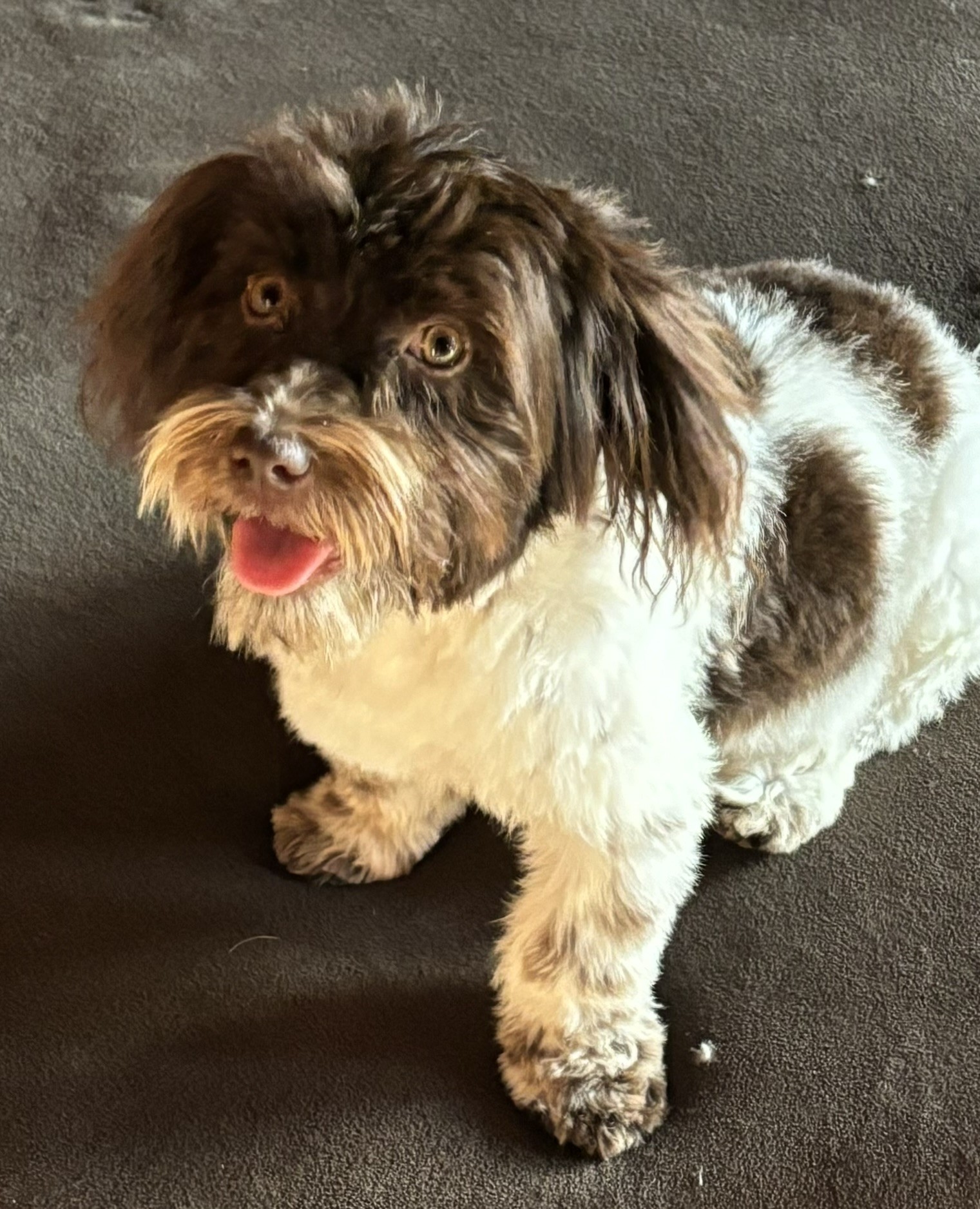 Havanese puppy on sofa