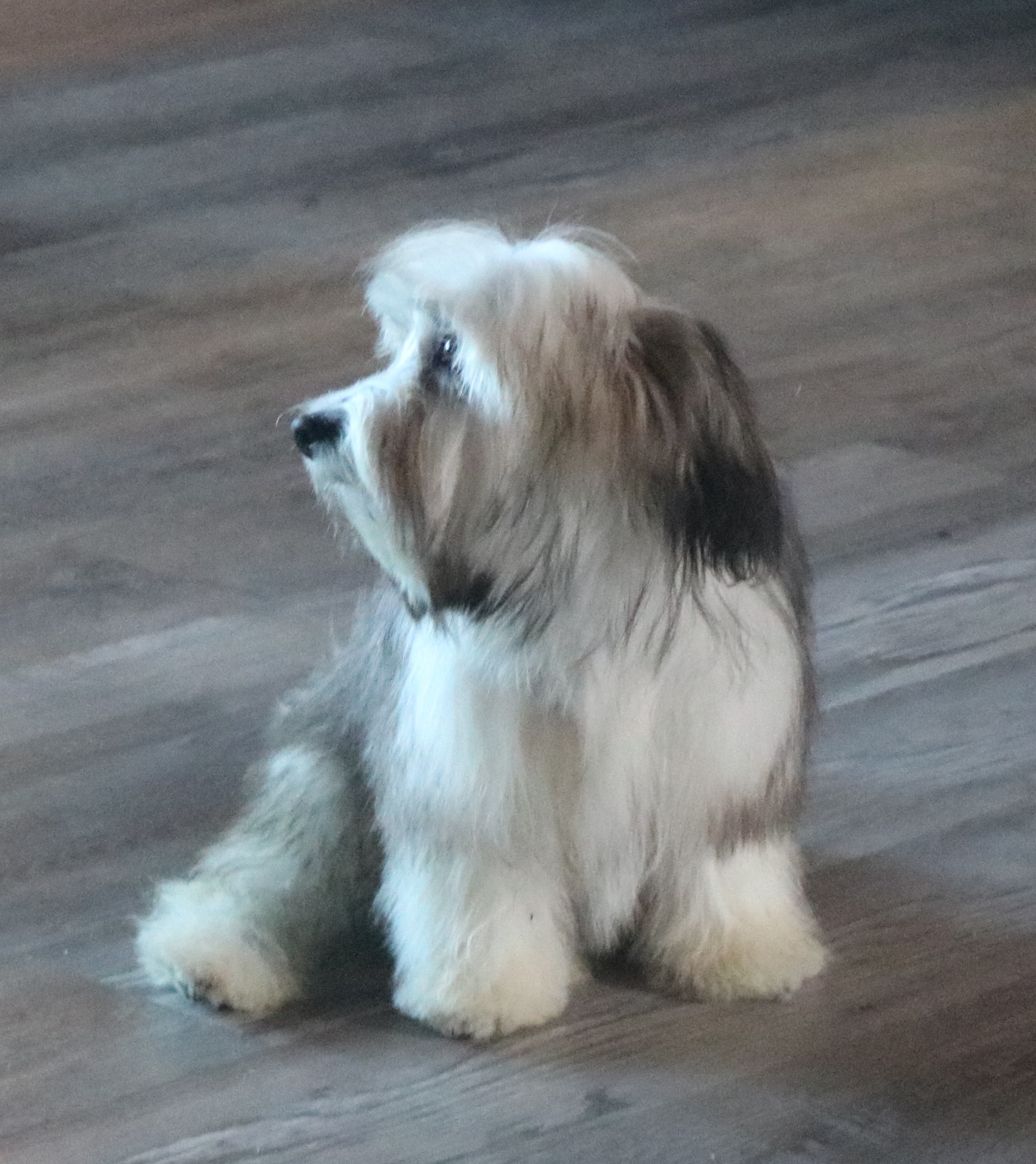 havanese puppy side view