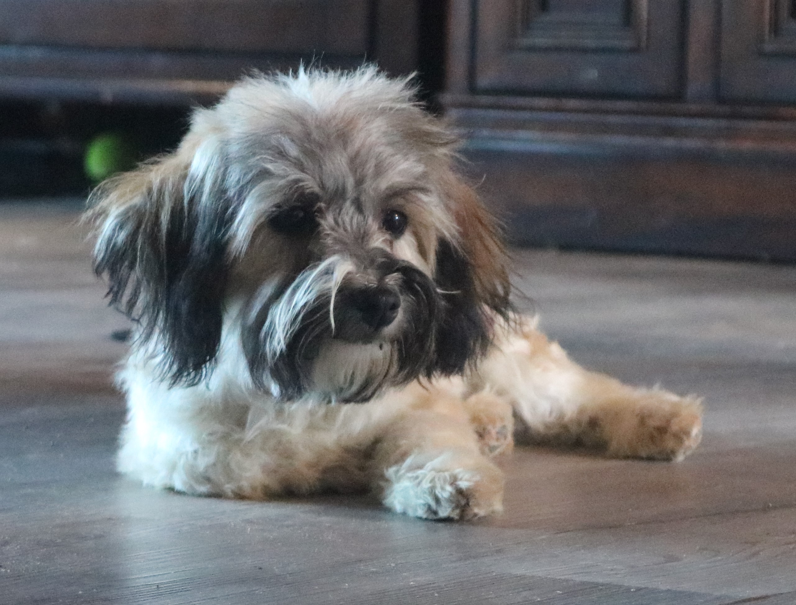 havanese puppy laying on floor