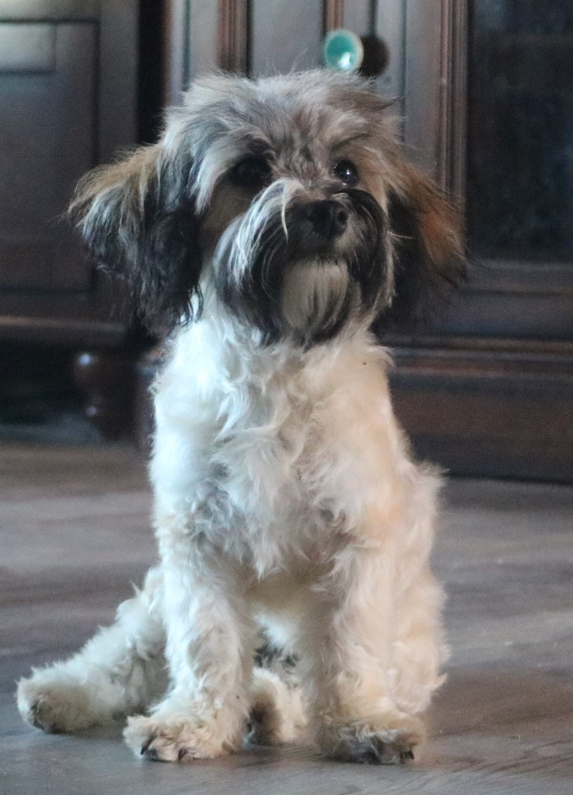 havanese puppy sitting pretty