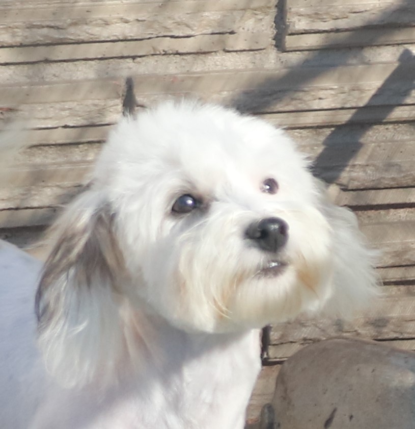 Havanese puppy by brick wall