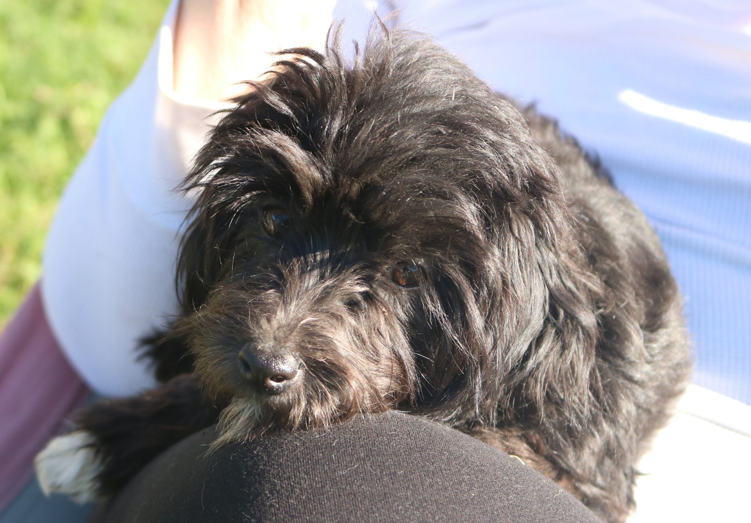 Sunning havanese puppy