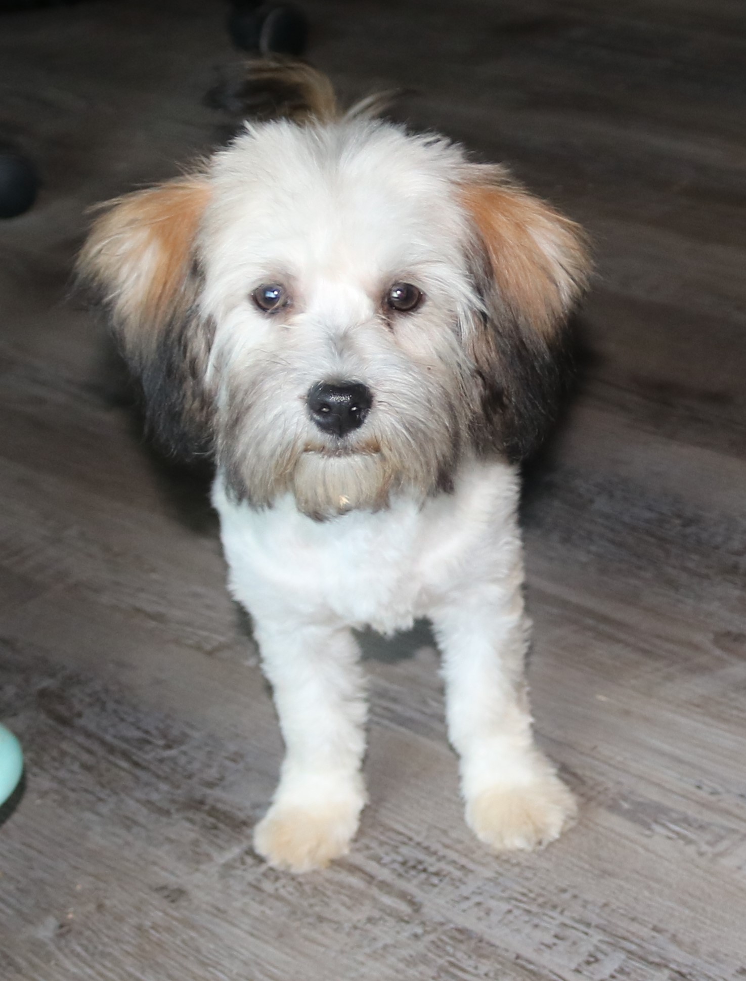 Havanese puppy standing