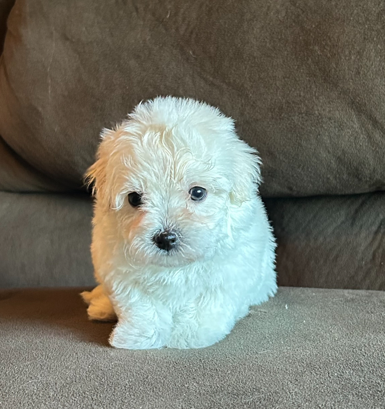 Crystal Havanese puppy looking at camera