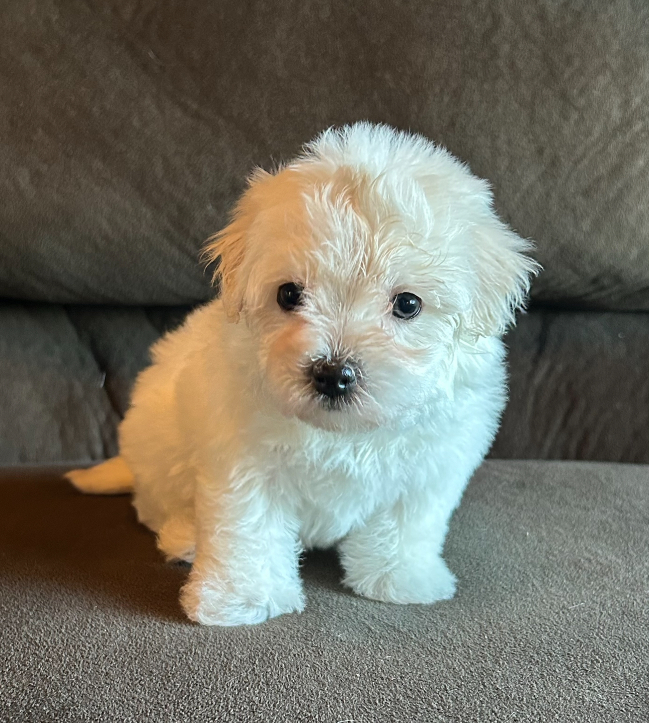 Crystal Havanese puppy side eyeing camera